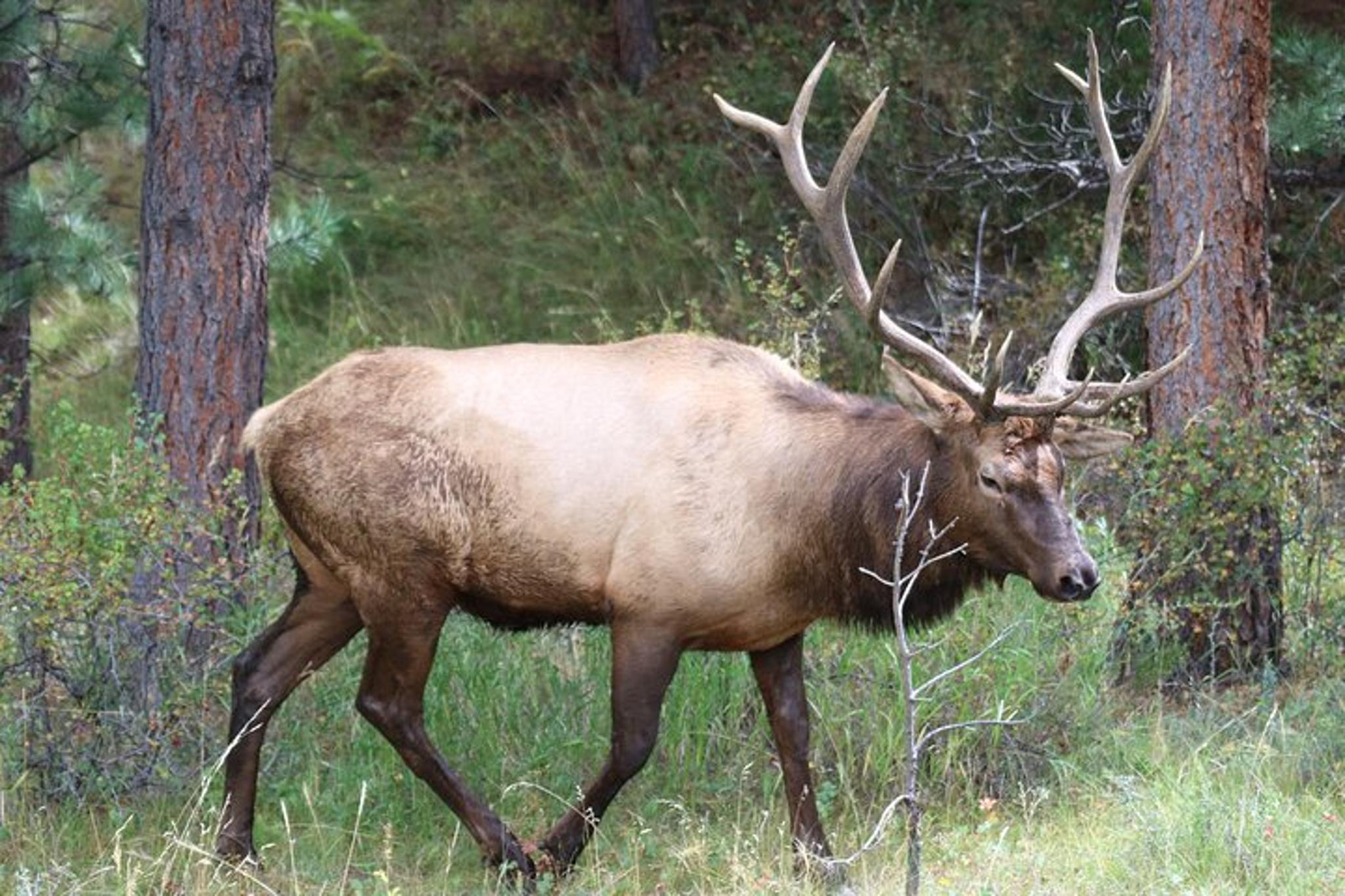 Estes Park Rocky Mountain National Park Private Tour 5 hr - Image 2