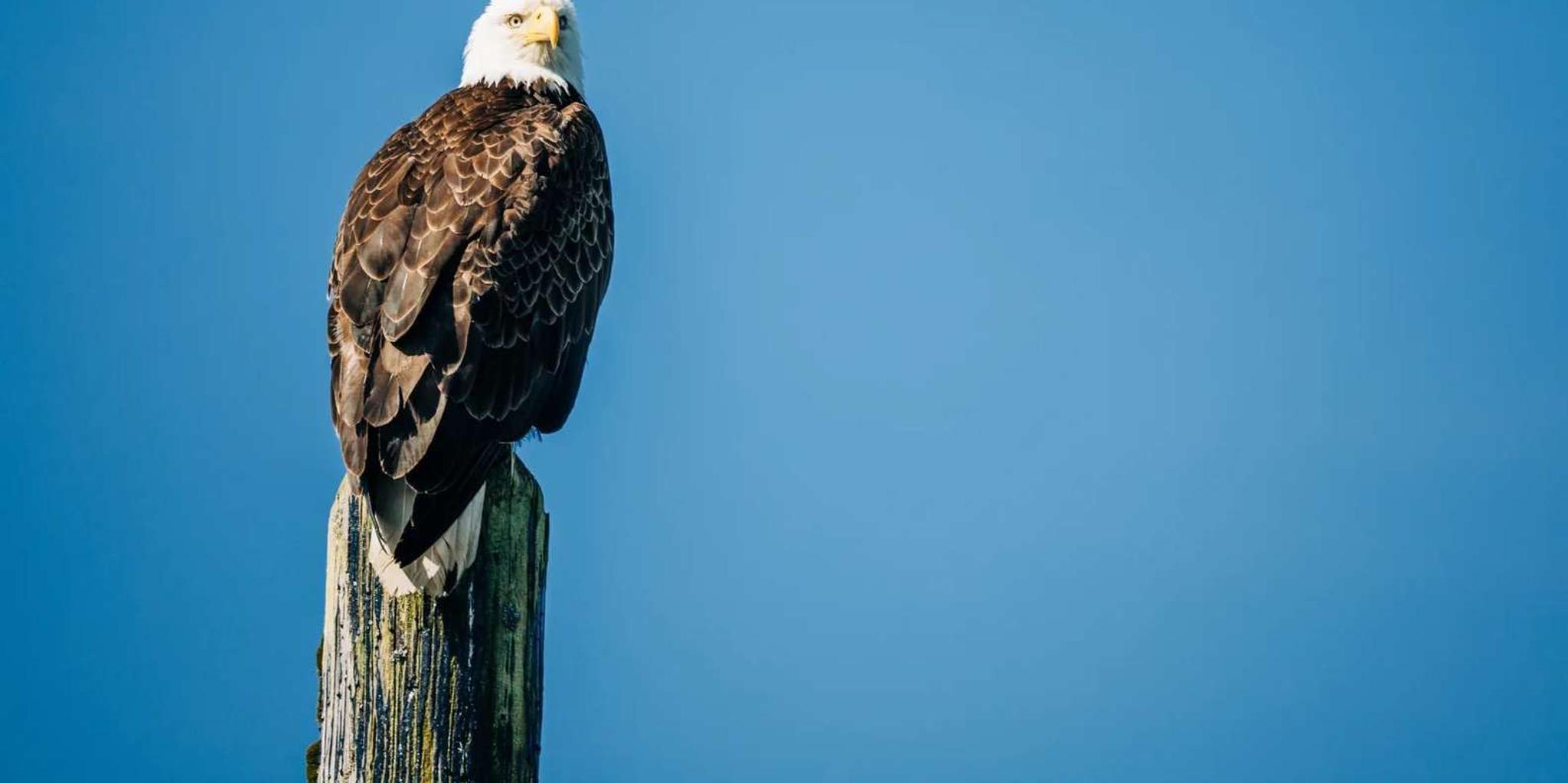 Sitka Whale Watching Tour with Naturalist - Image 4