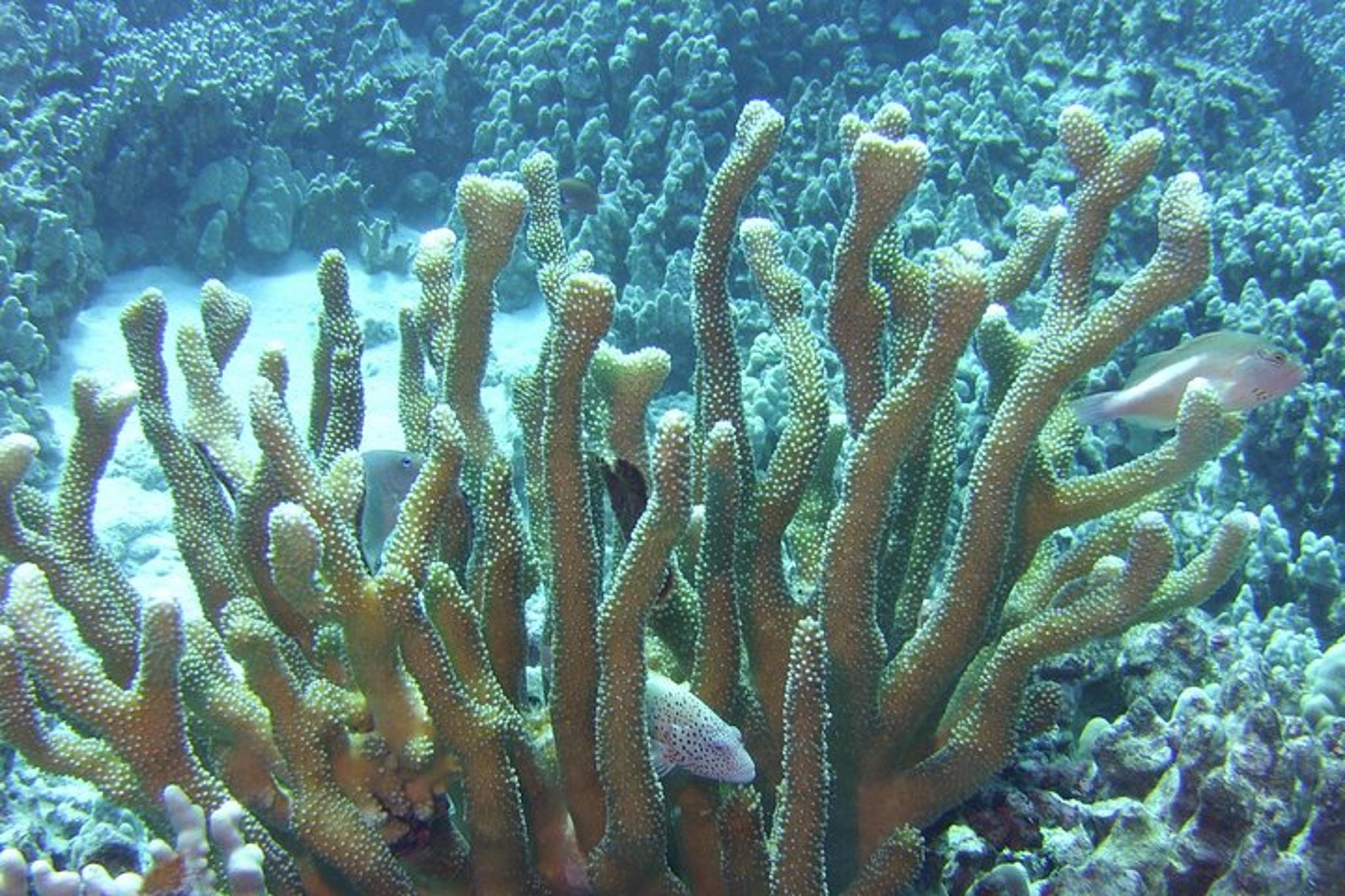 Kailua-Kona Glass-Bottom Boat Reef Tour 50 Min