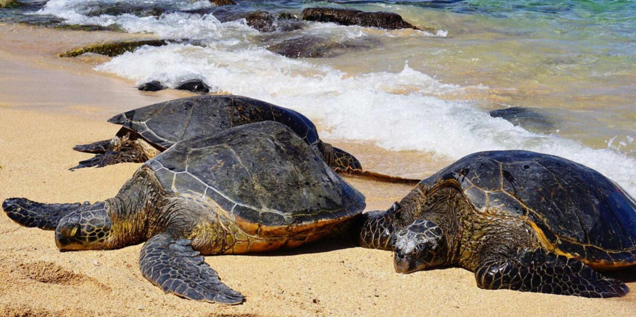 Maui Private Island Tour with Snorkeling 7 hr - Image 5