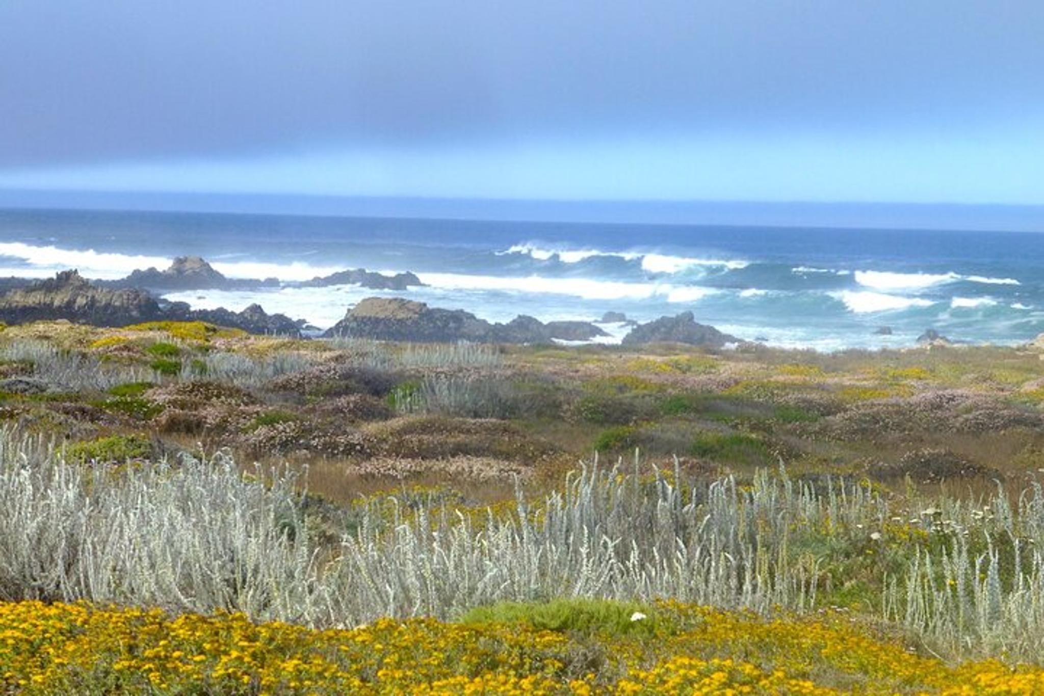 Carmel 17-Mile Drive Tour - Image 3