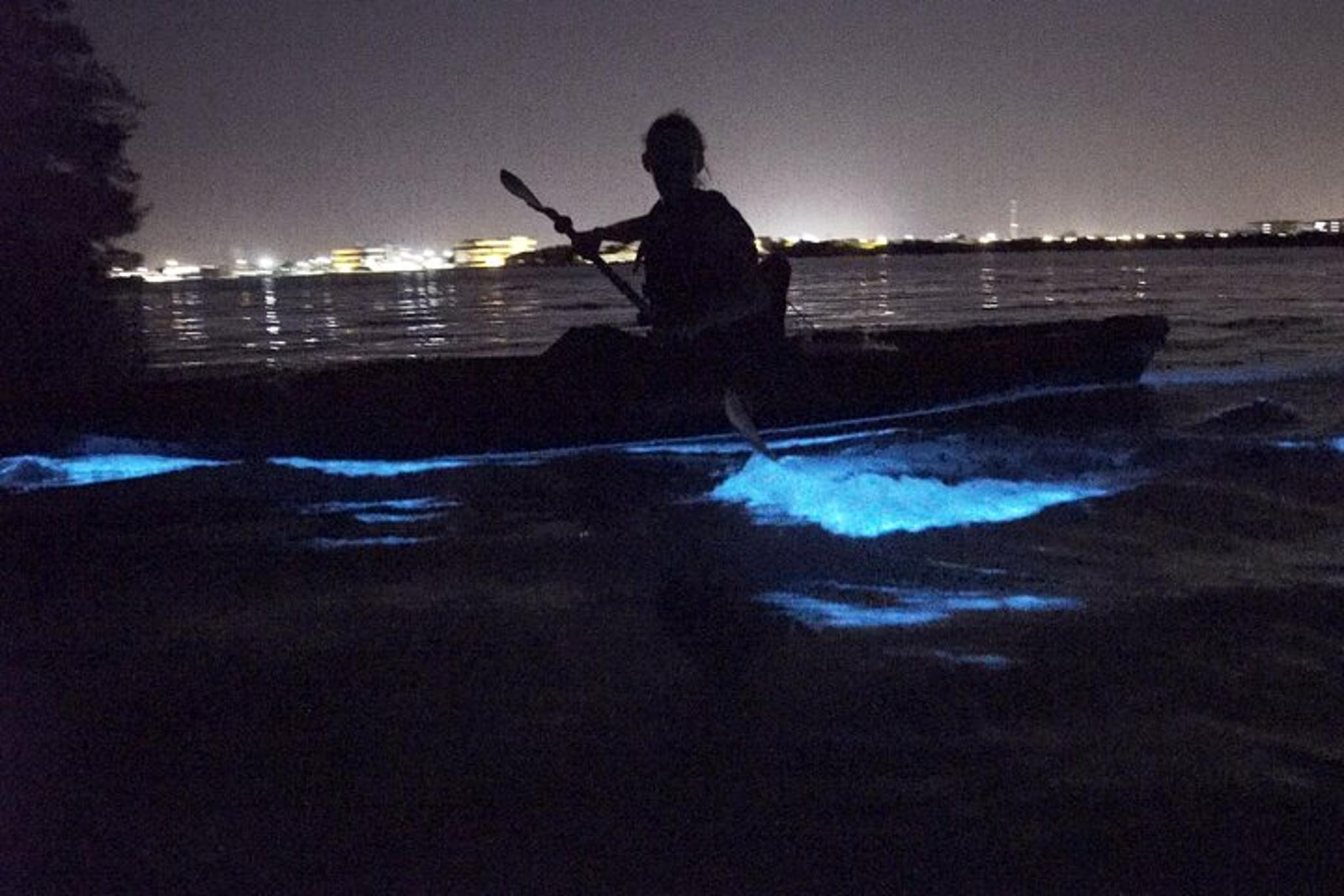 Kiwanis Island Bioluminescence Kayak Tour - Image 3