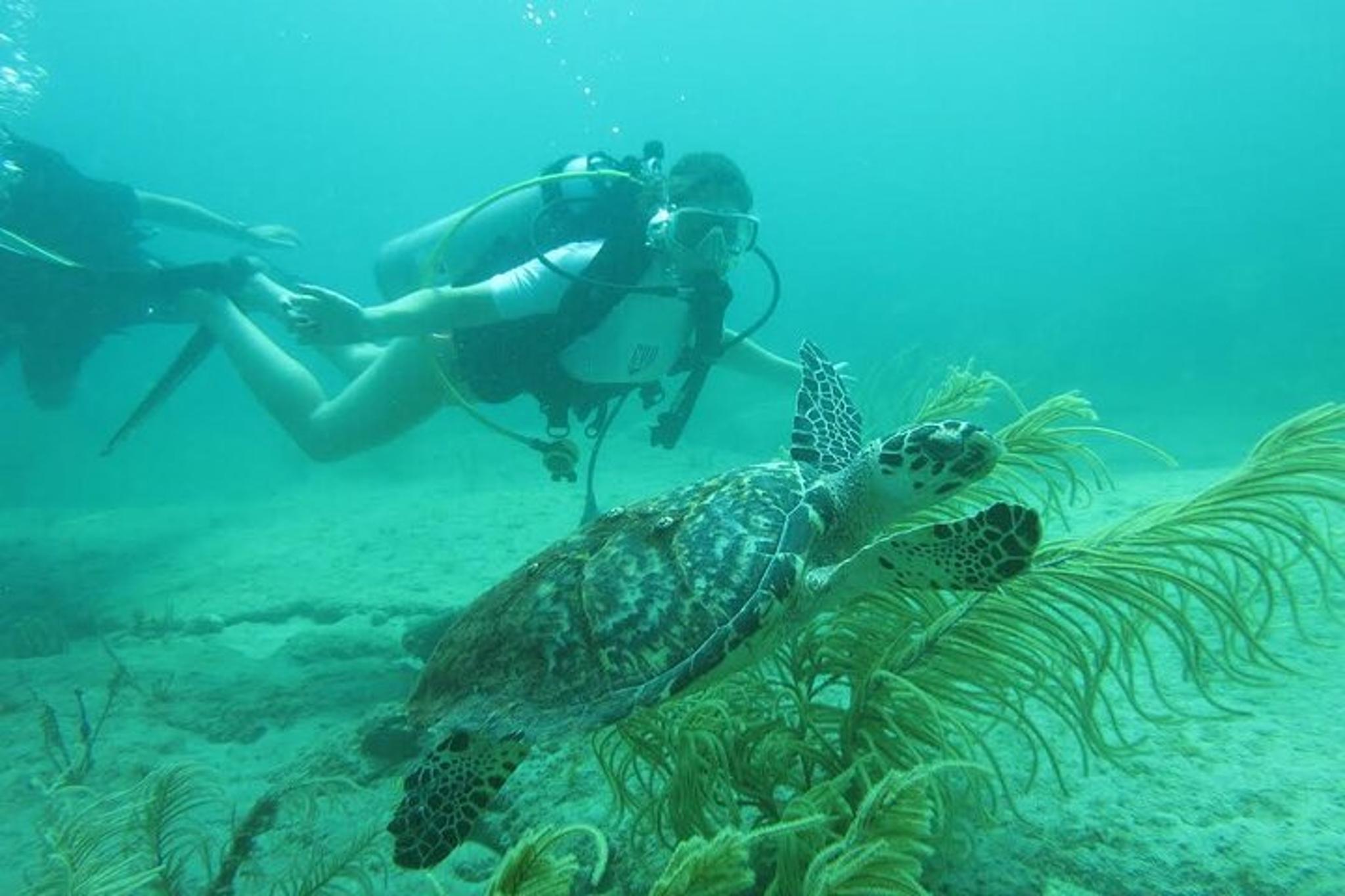 Phil Foster Park Scuba Diving Excursion - Image 2