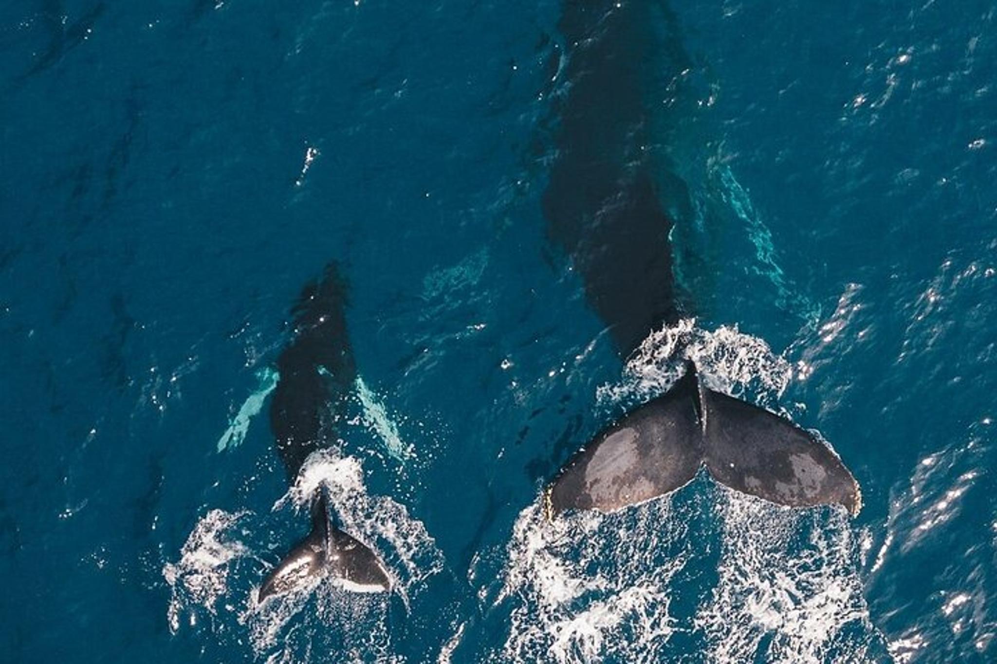Honolulu Whale Watching Cruise - Image 1