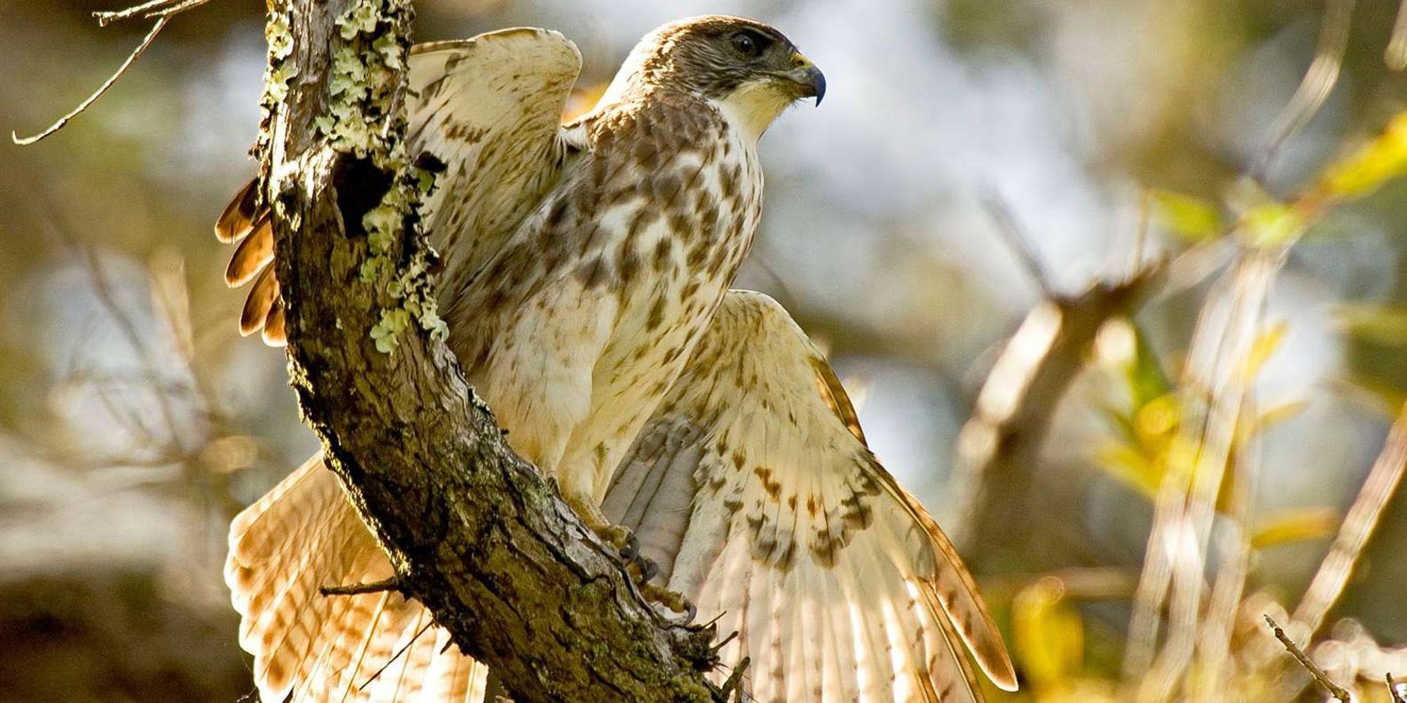 Big Island Bird Watching and Hiking Tour - Image 2
