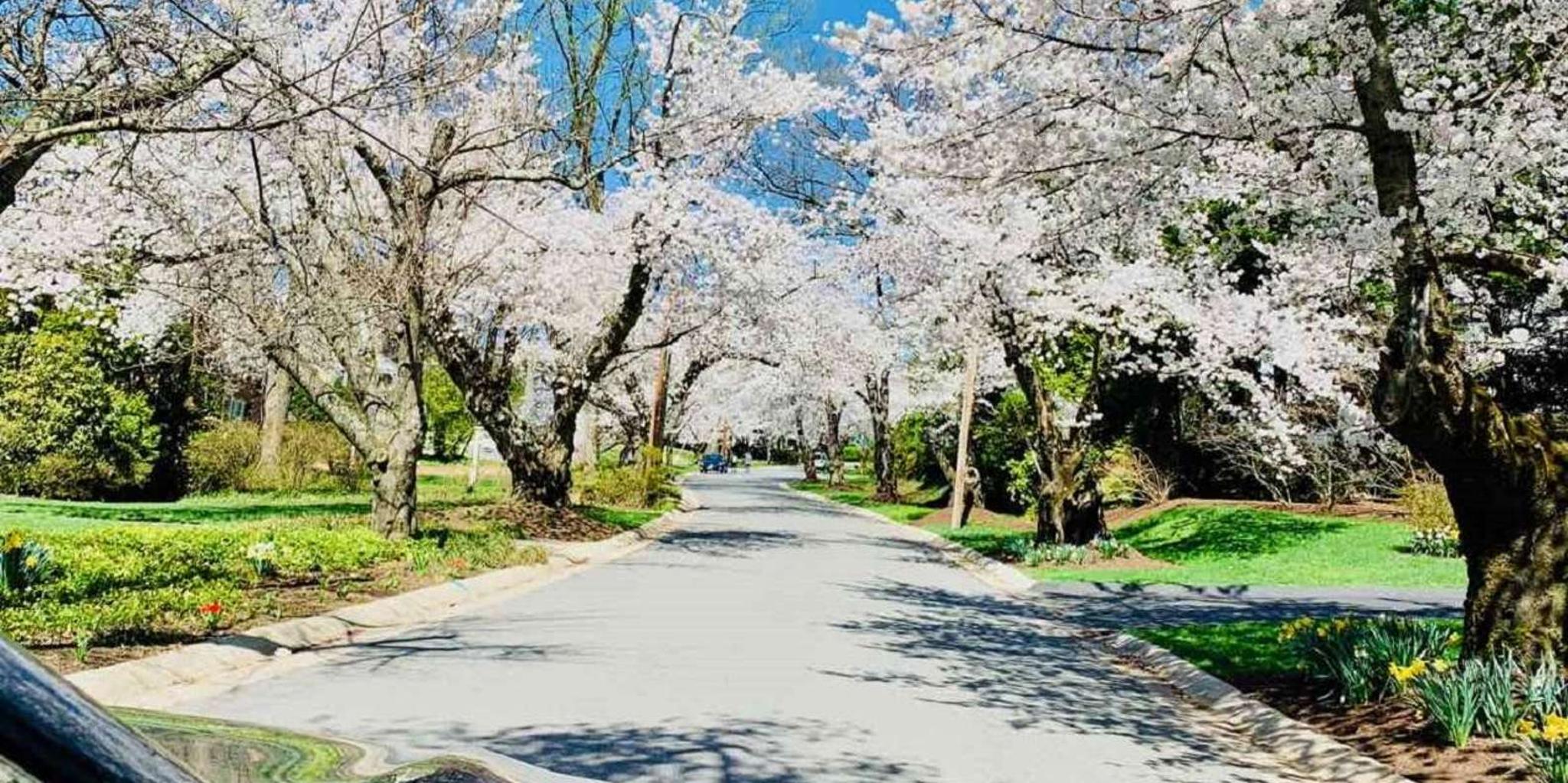 Washington D.C. Kenwood Cherry Blossoms Half-Day Tour - Image 2