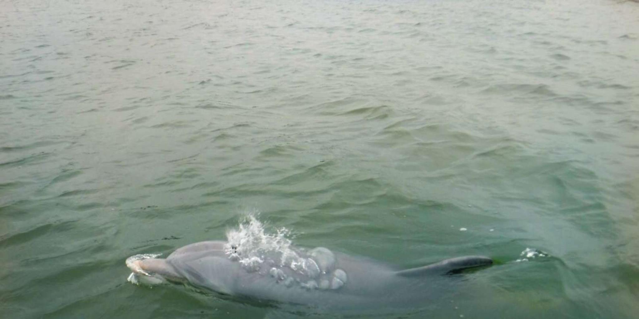 Hilton Head Dolphin Watching Tour - Image 3