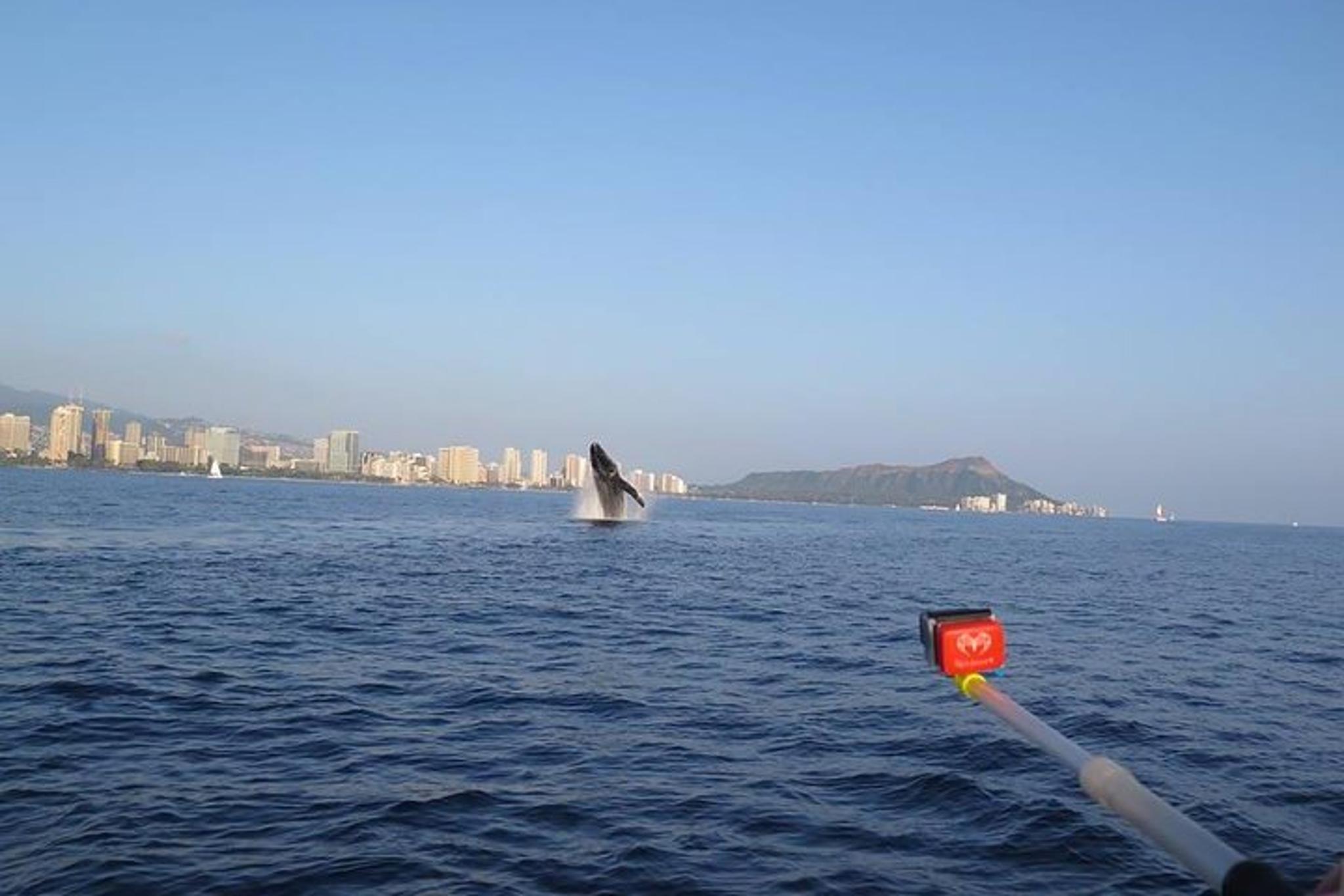 Waikiki Whale Watching Tour at Sunset - Image 3