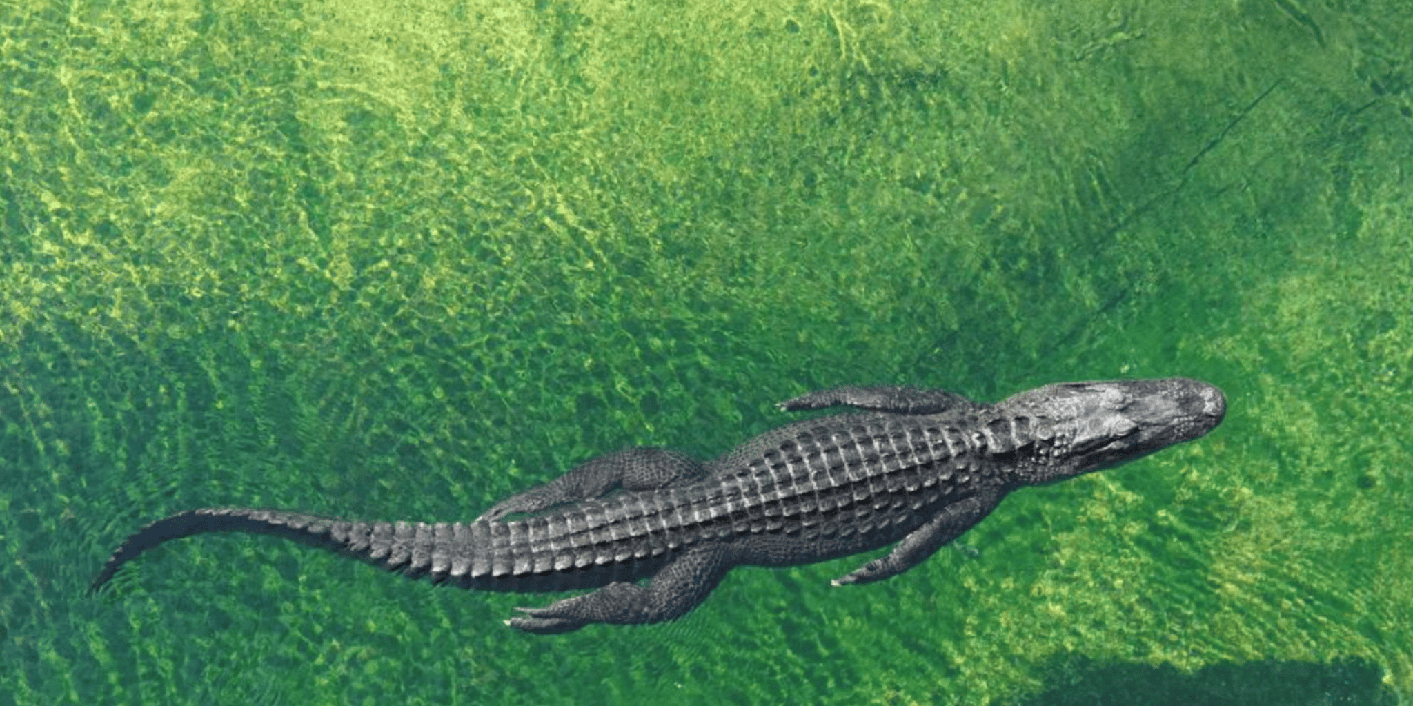 Miami Small Group Tour with Everglades and Cruise