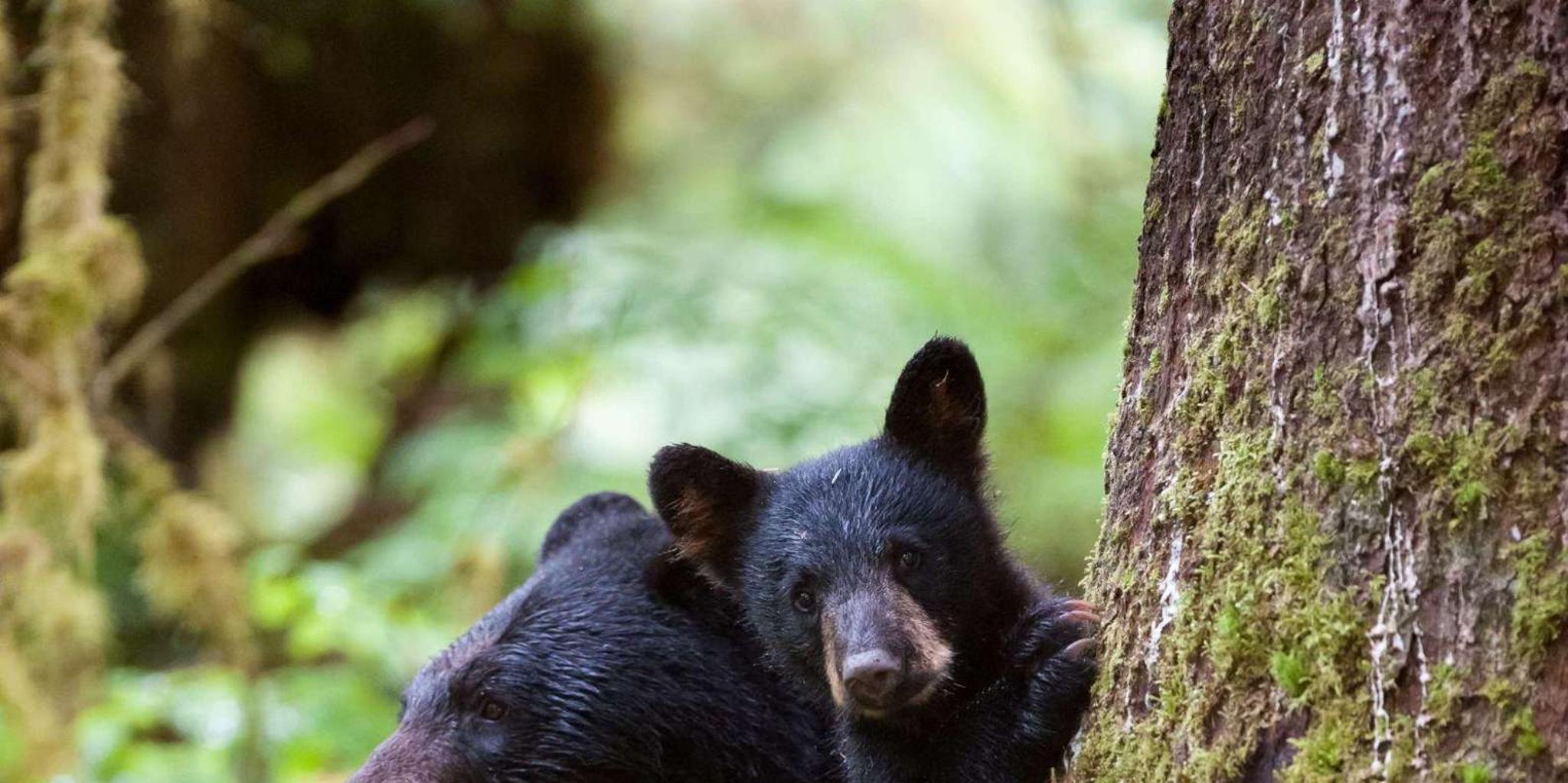 Ketchikan Black Bear Viewing Tour by Land & Sea 5 hr - Image 2