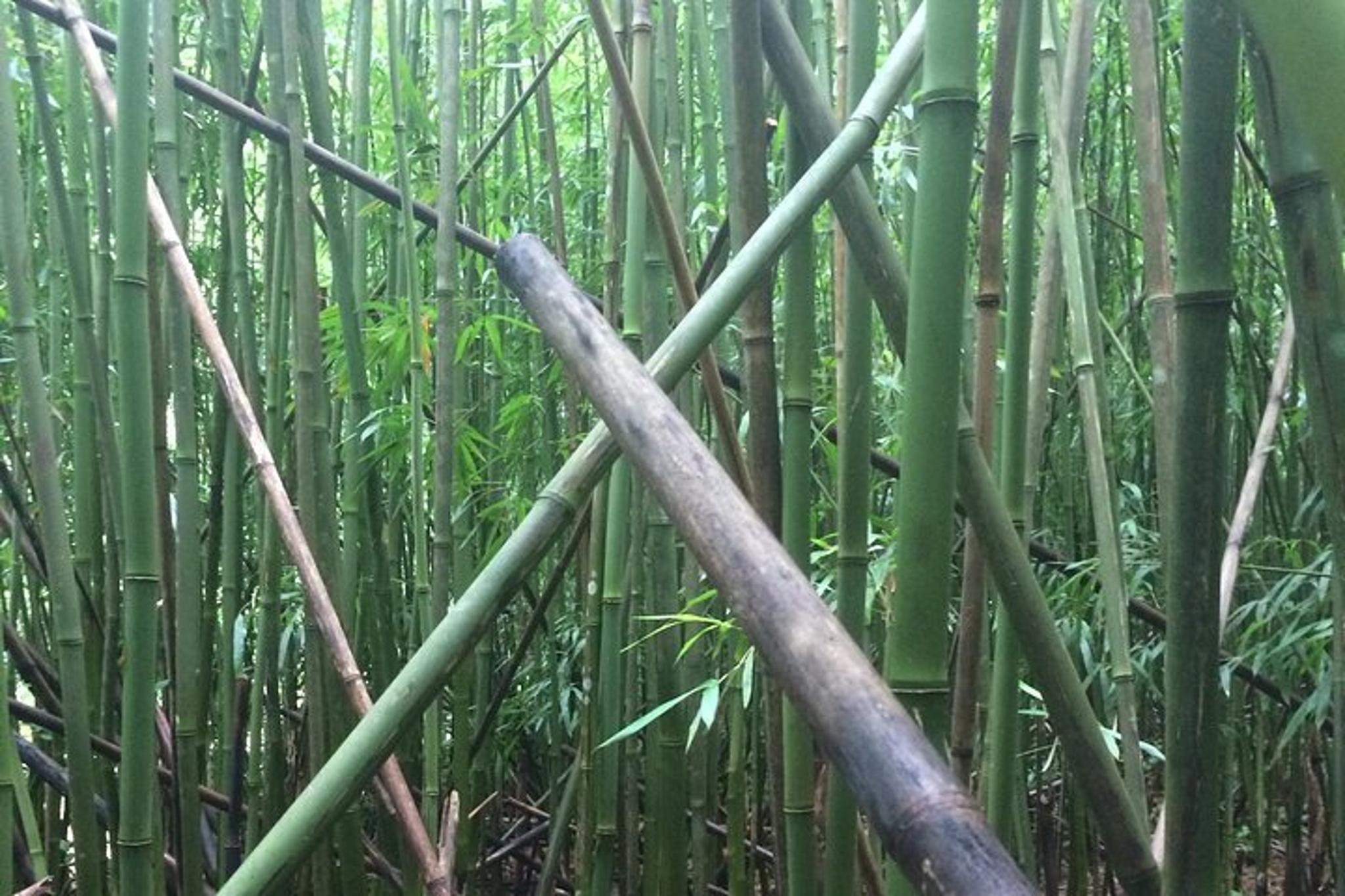 Oahu Hidden Waterfalls and Beaches Tour - Image 4