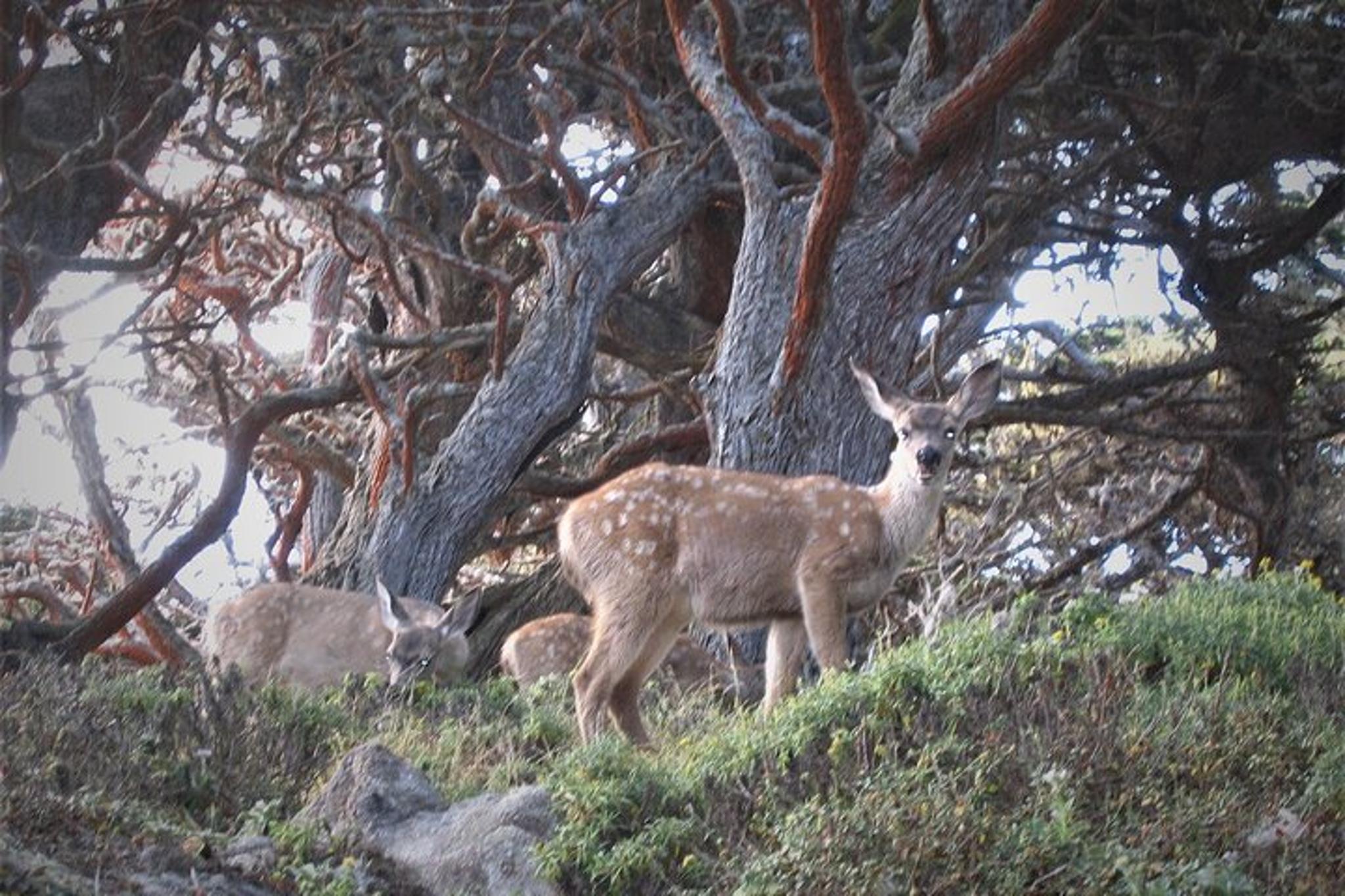 Point Lobos Nature Walk 2 hr - Image 6