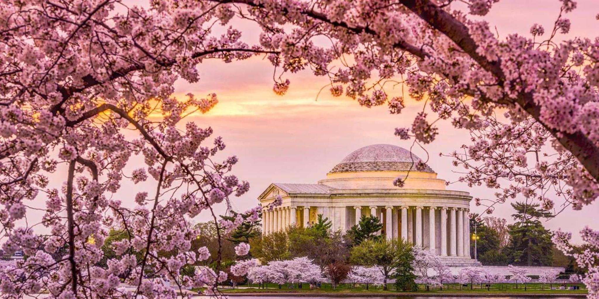 Washington, DC Cherry Blossom Walking Tour - Image 1