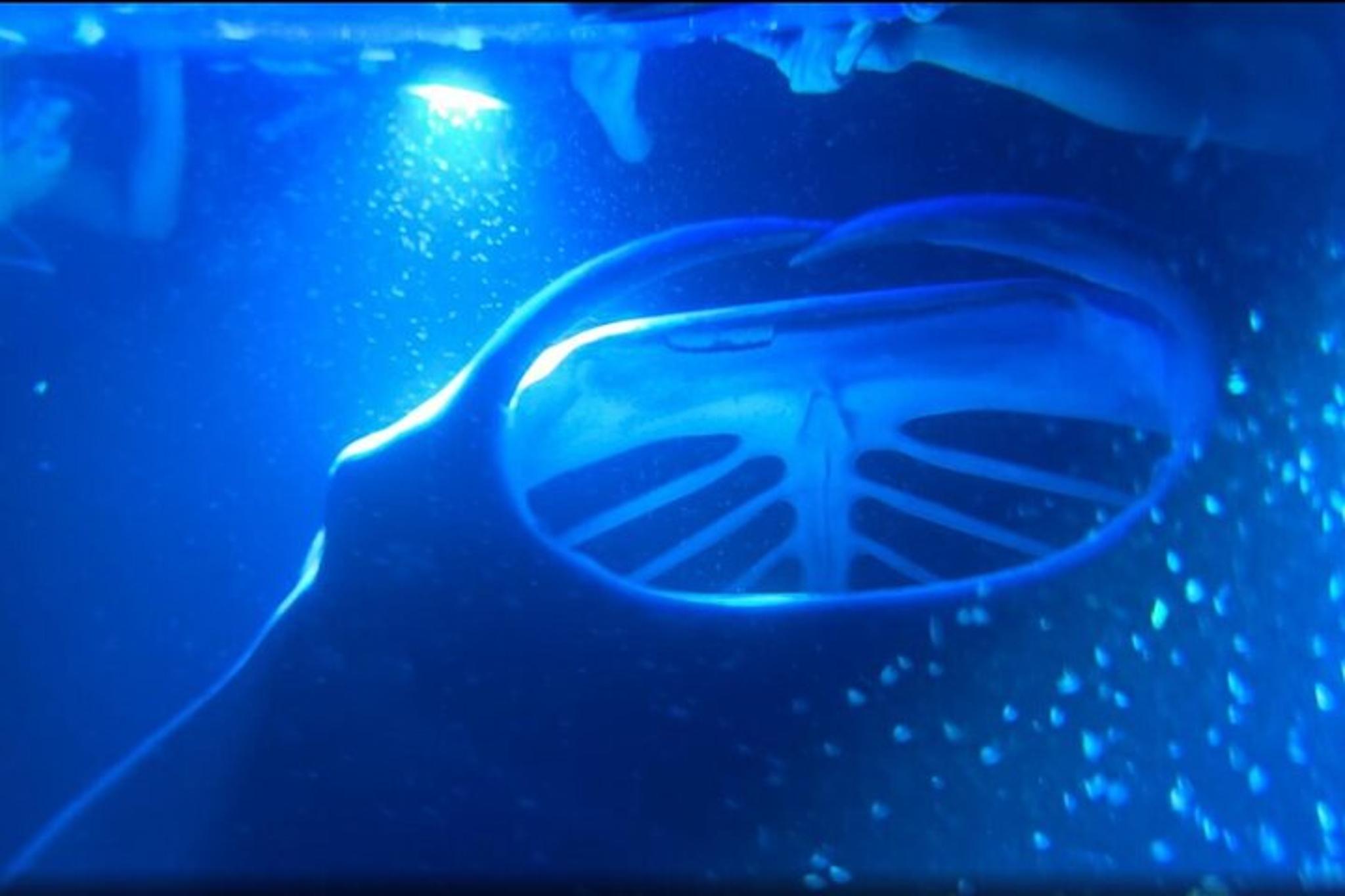 Kona Manta Ray Night Snorkel