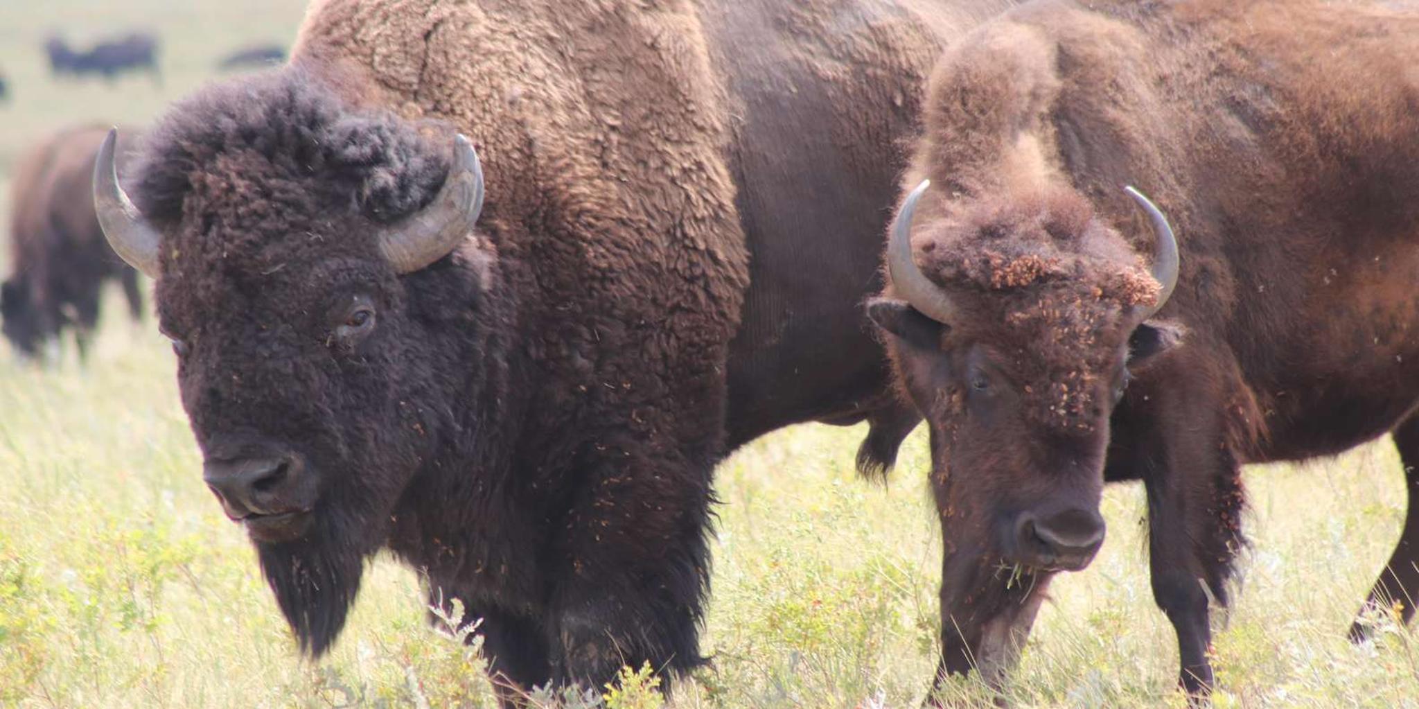Rapid City Black Hills Parks and Monuments Tour - Image 4