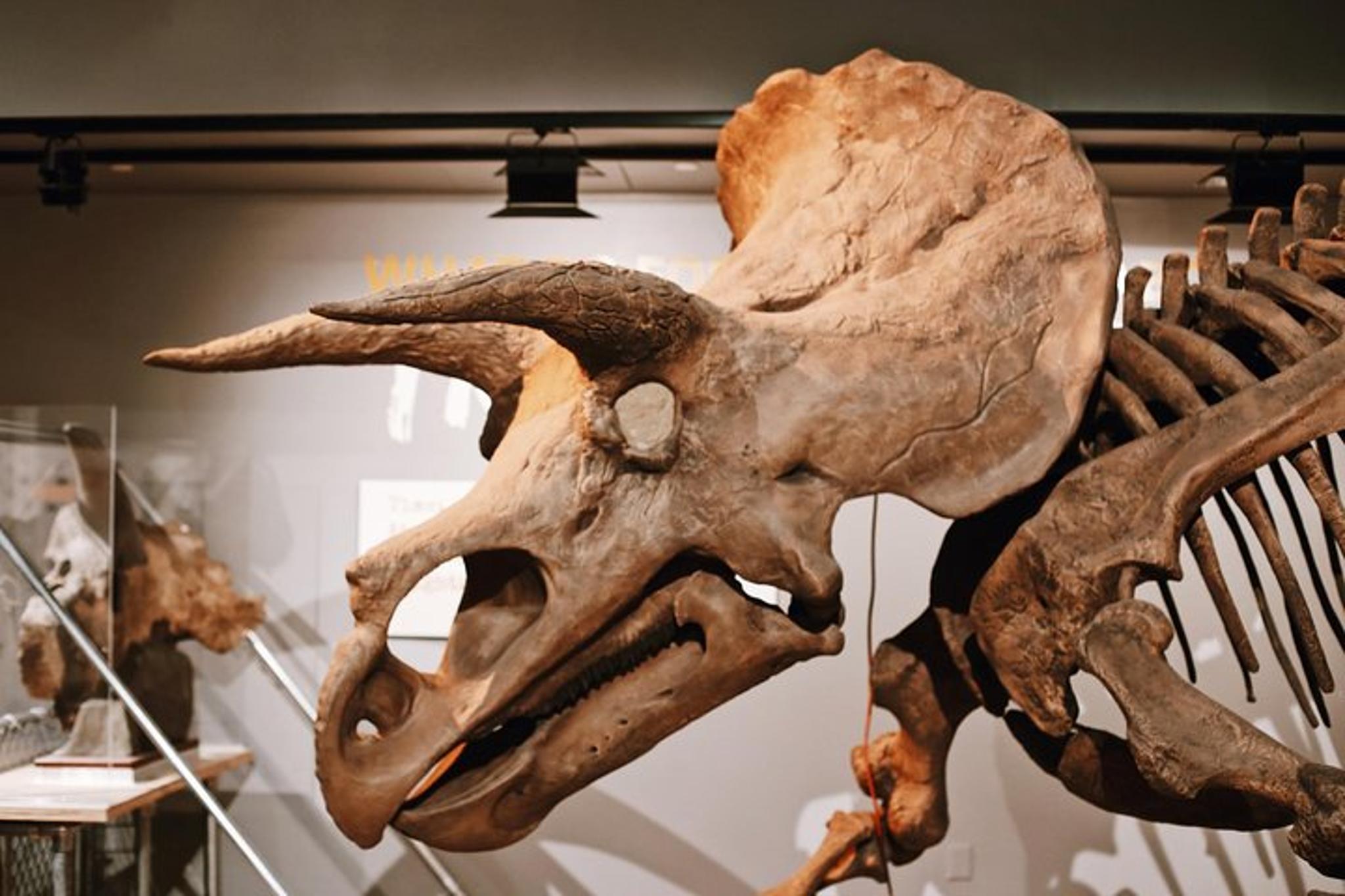 Washington D.C. Museum of Natural History Tour - Image 5