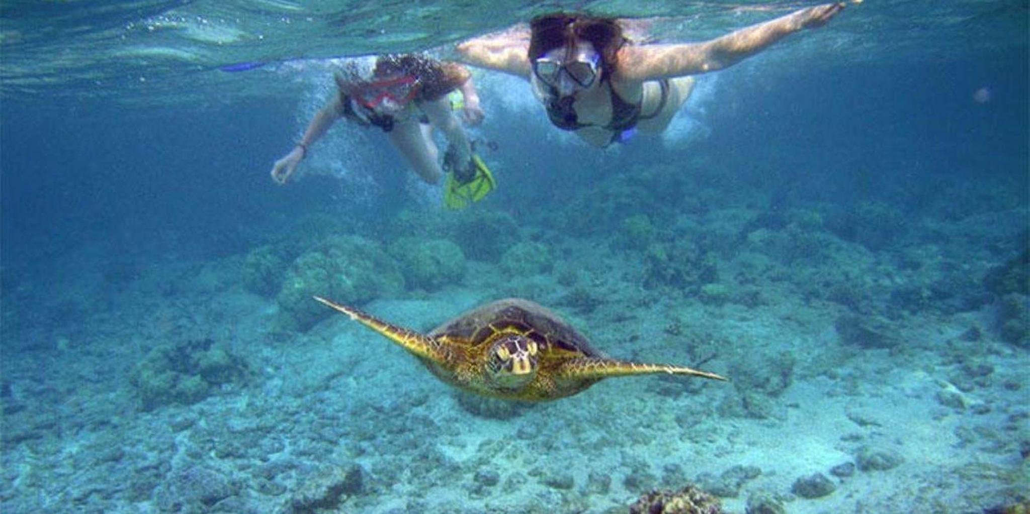 Maui Molokini and Turtle Town Snorkel 3 hr - Image 3