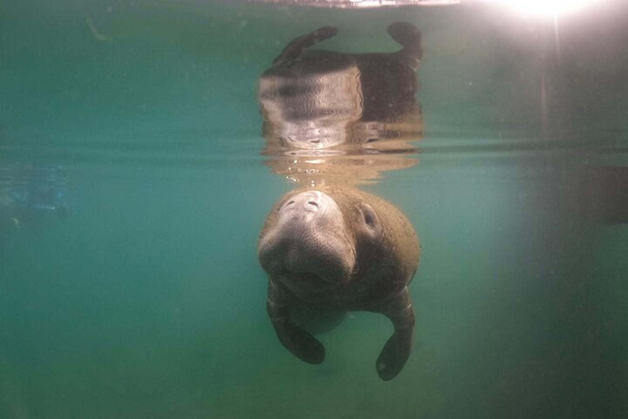 Crystal River Manatee Snorkel Tour with Free Photos - Image 2