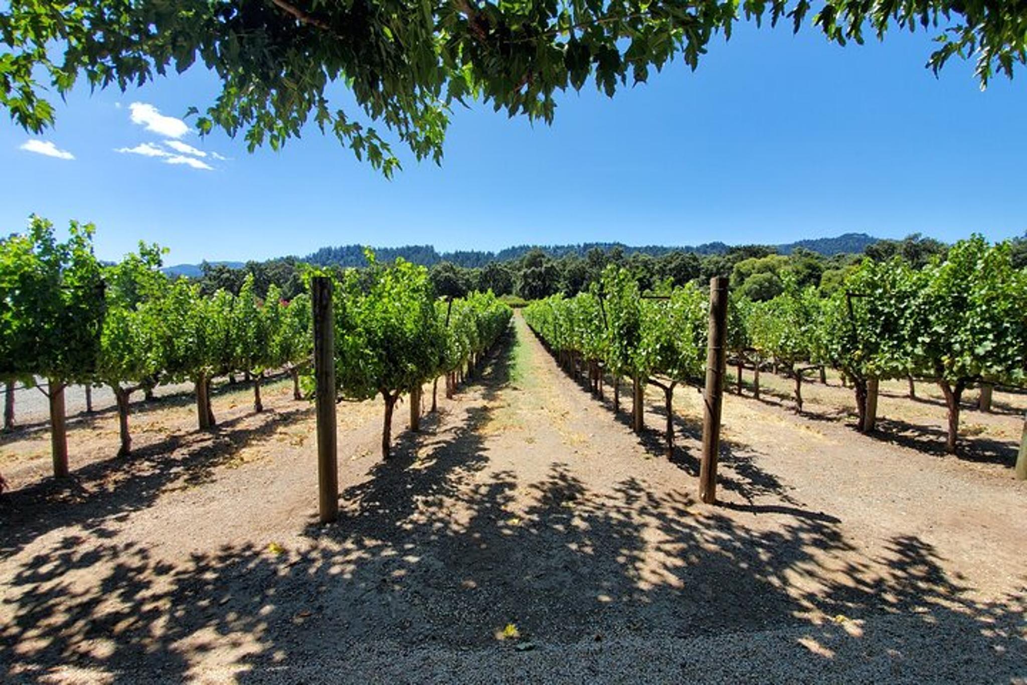Napa Valley Sparkling Wine Tour - Image 5