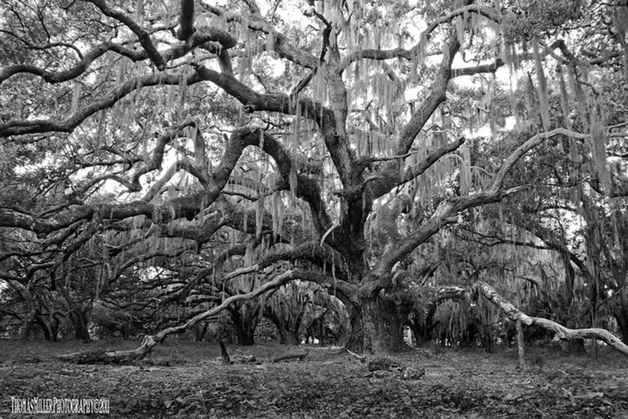 New Orleans Ghost Tour Ages 17+ 90 Min