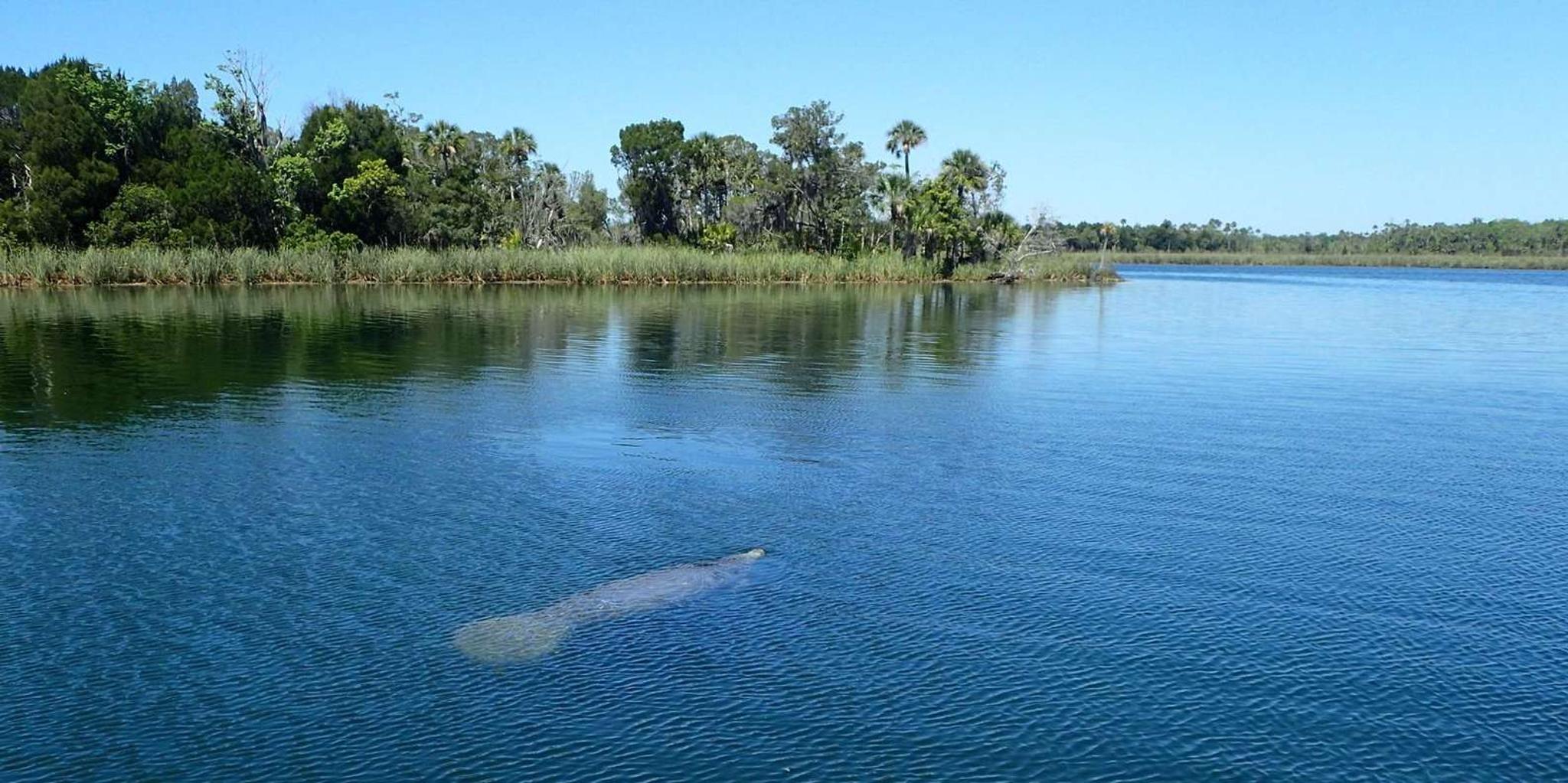 Crystal River Manatee Swim Tour - Image 6
