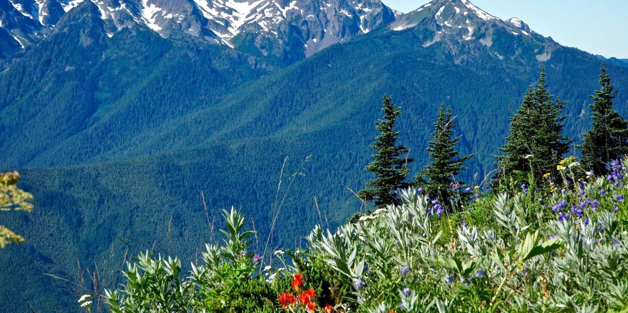 Seattle Olympic National Park Small-Group Day Tour