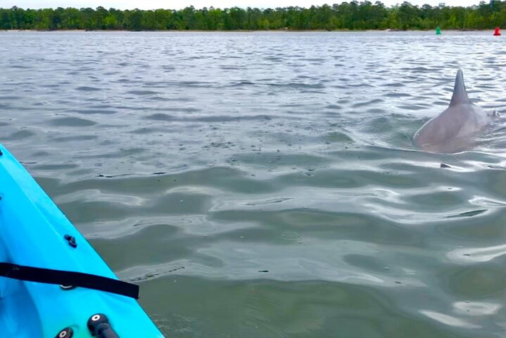 Virginia Beach Kayak Dolphin Experience - Image 6