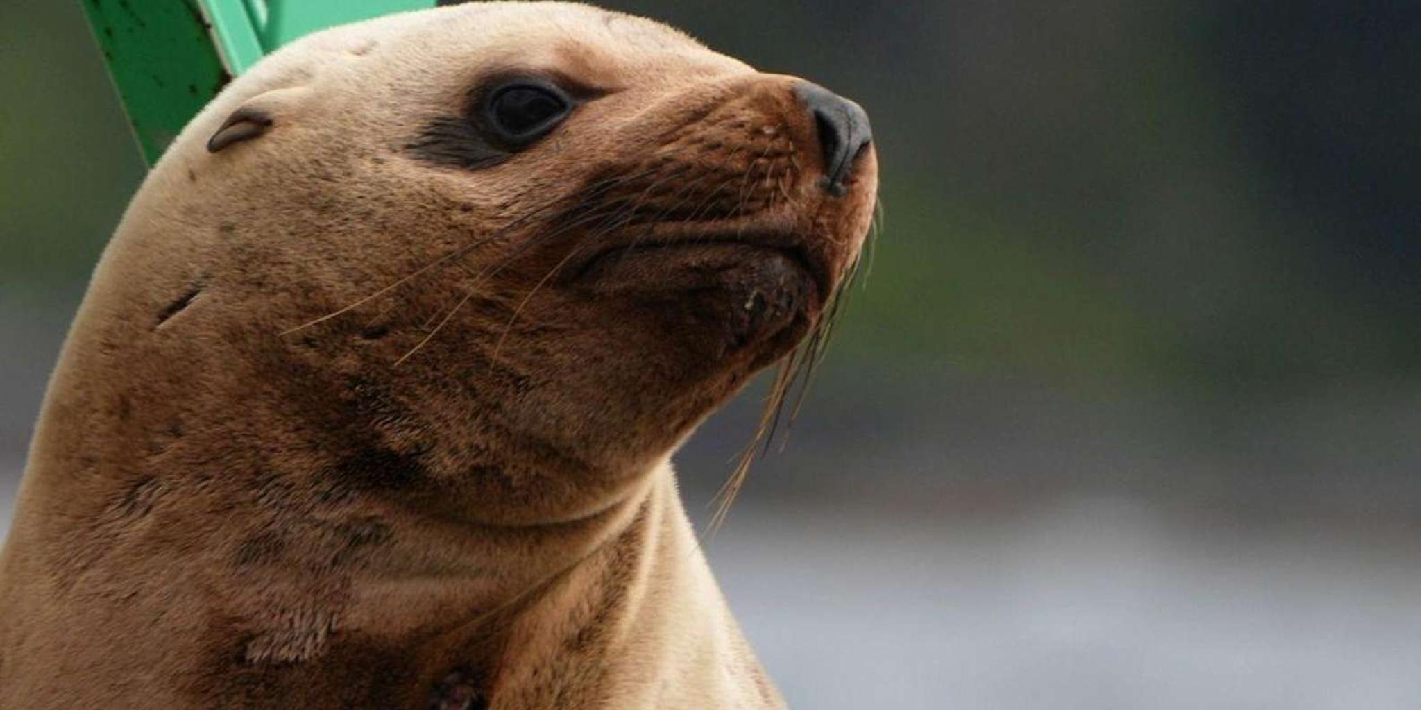 Sitka Wildlife Boat Tour - Image 4