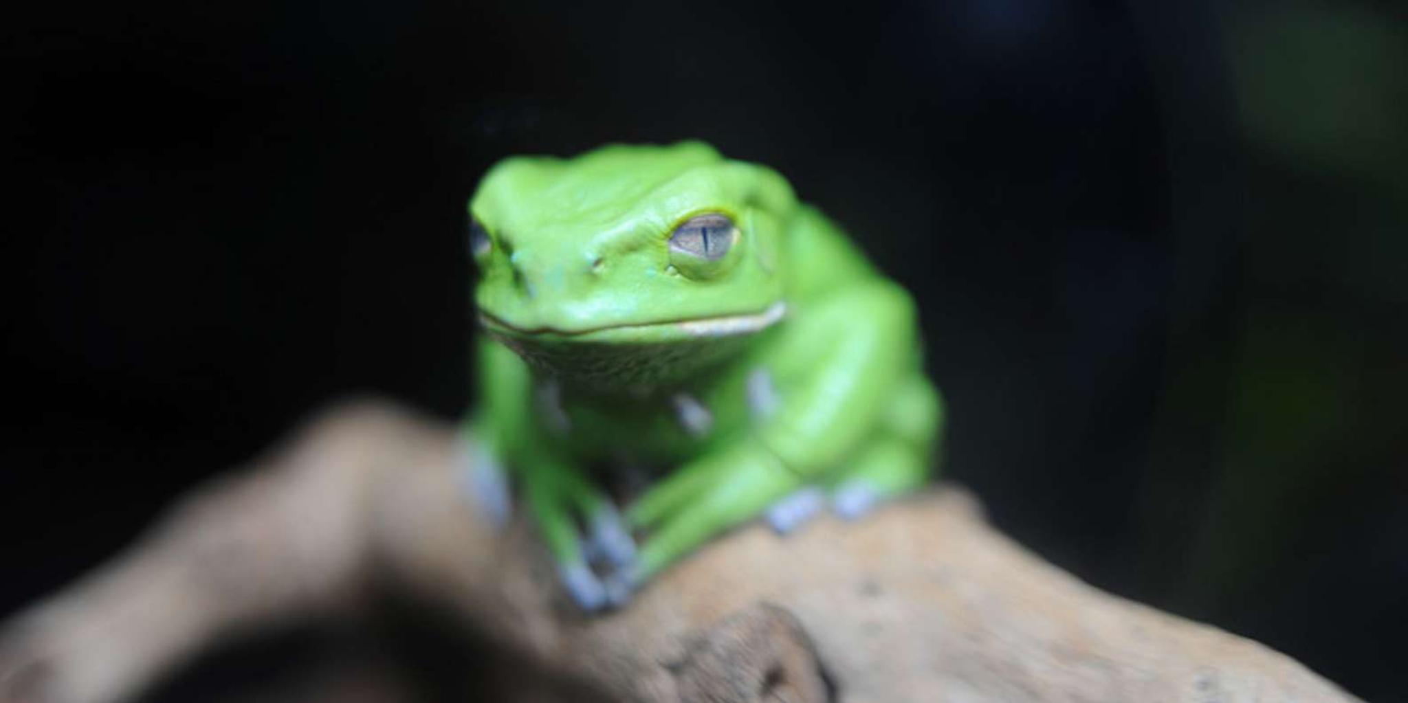 Houston Butterfly Center Ticket - Image 4