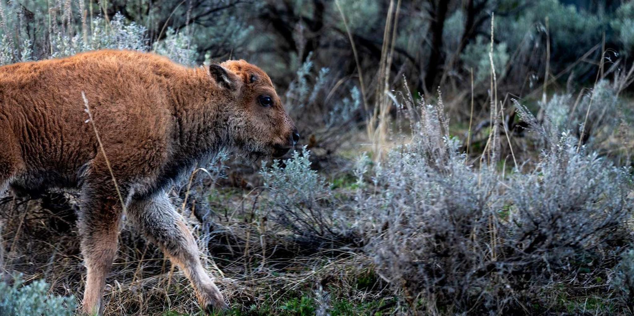 Yellowstone Wildlife Photography Tour 3 Days - Image 6