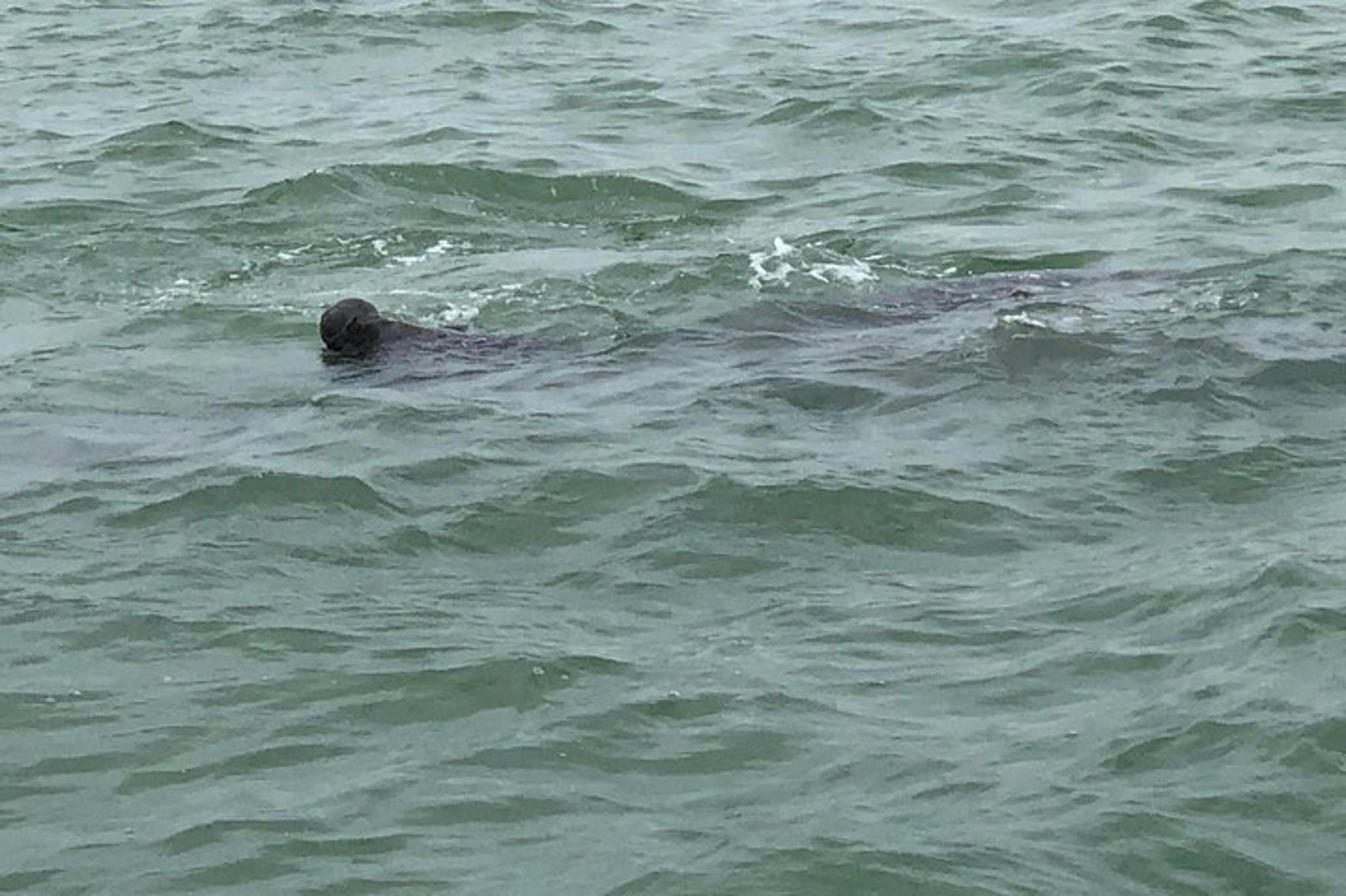 Tampa Dolphin Shelling Snorkeling Cruise - Image 4