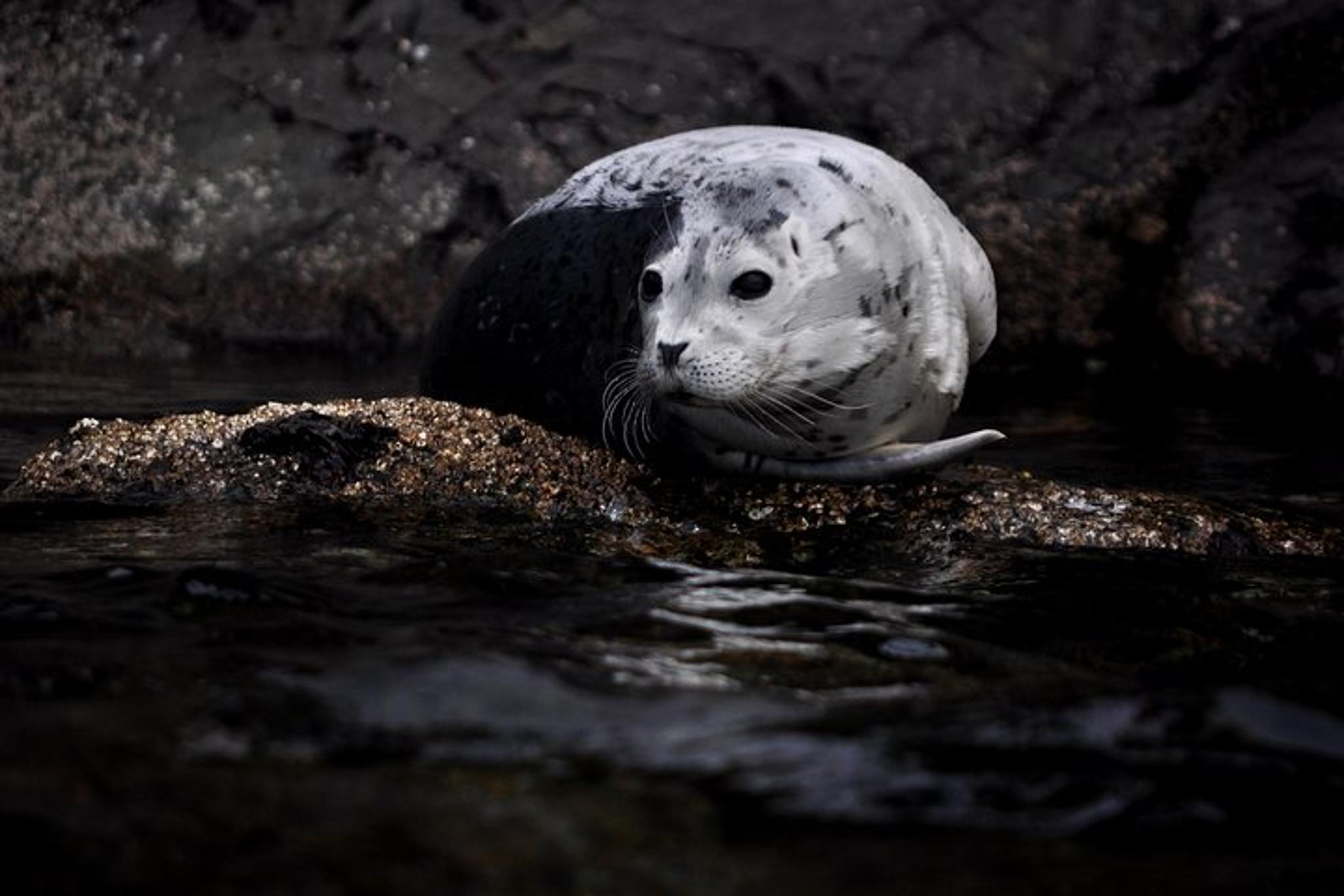 San Juan Islands Kayak Camping Trip - Image 5