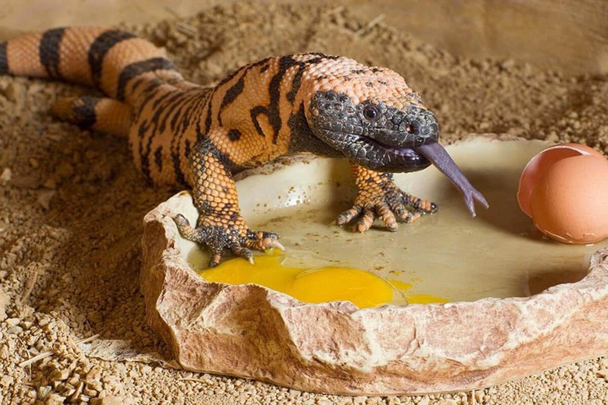 Las Vegas Springs Preserve Admission - Image 5