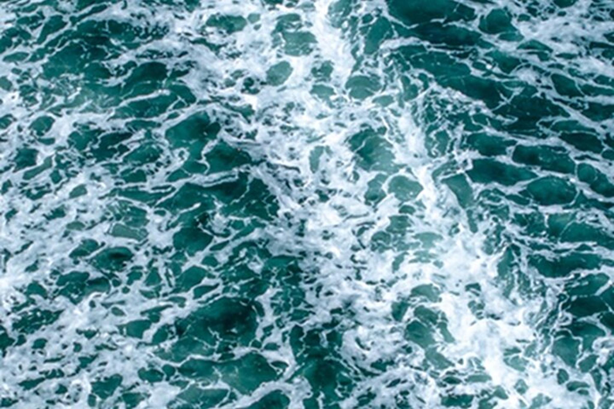 Port Townsend Wildlife Watching Cruise 3 hr - Image 3