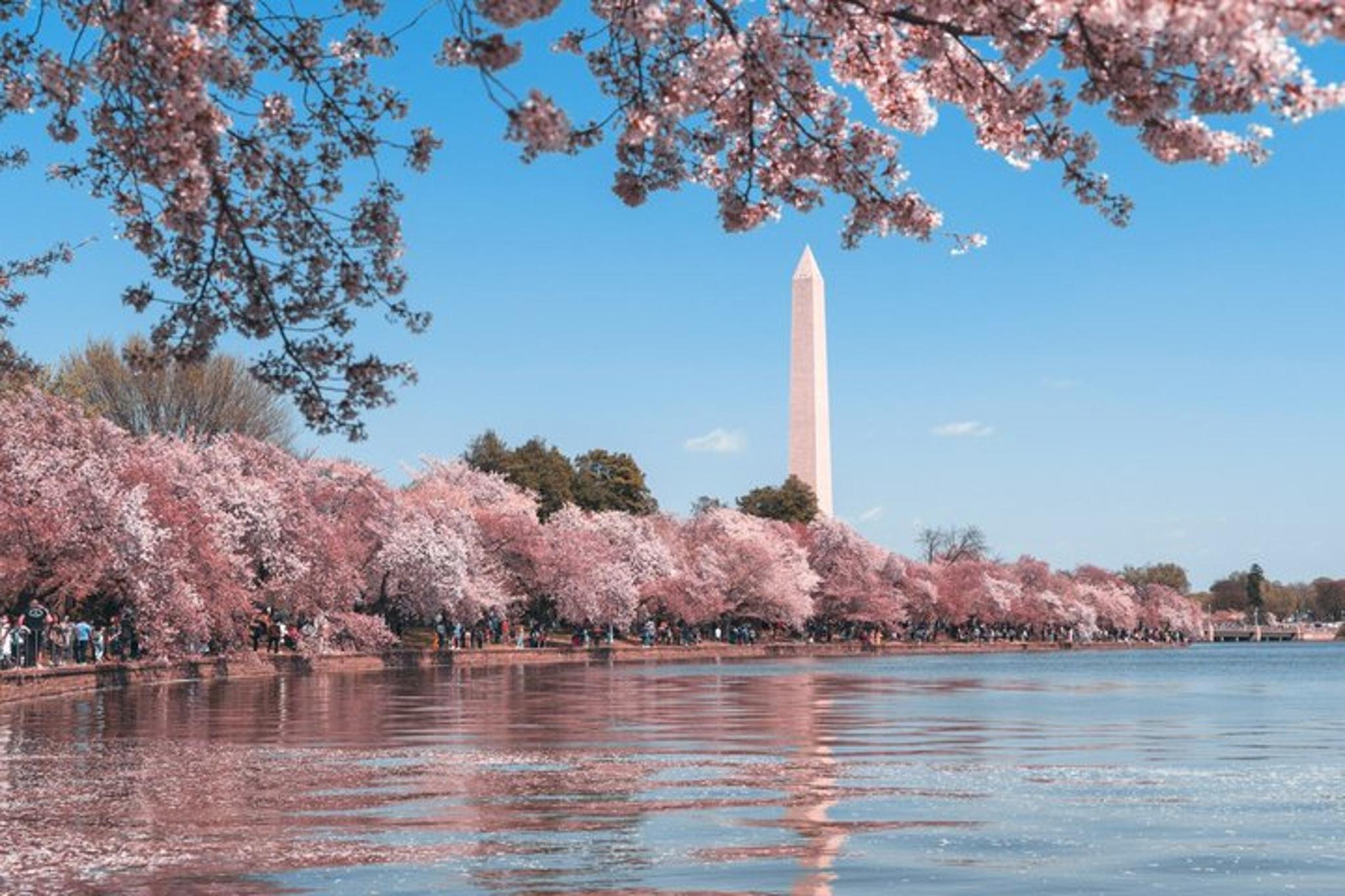 Washington DC Capitol Hill and Arlington Cemetery Tour - Image 4