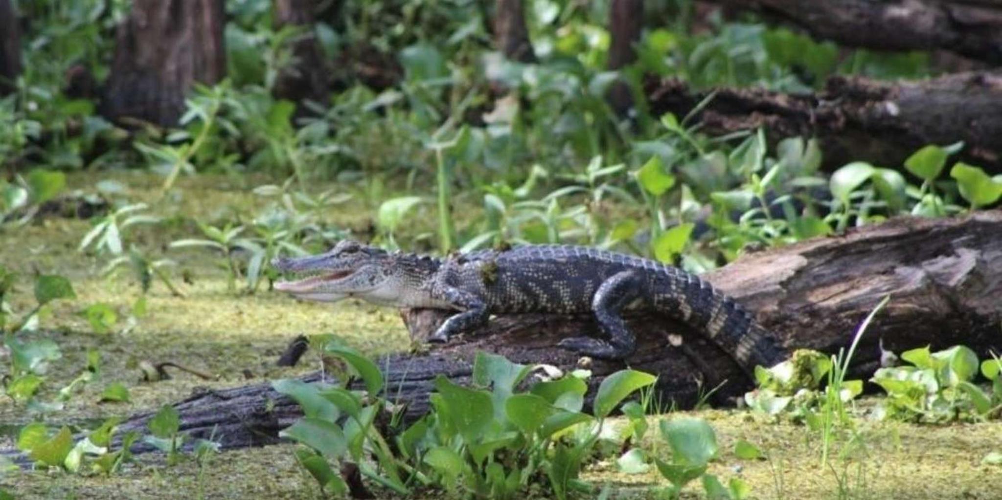 New Orleans Pontoon Swamp Tour with Wildlife Viewing - Image 4
