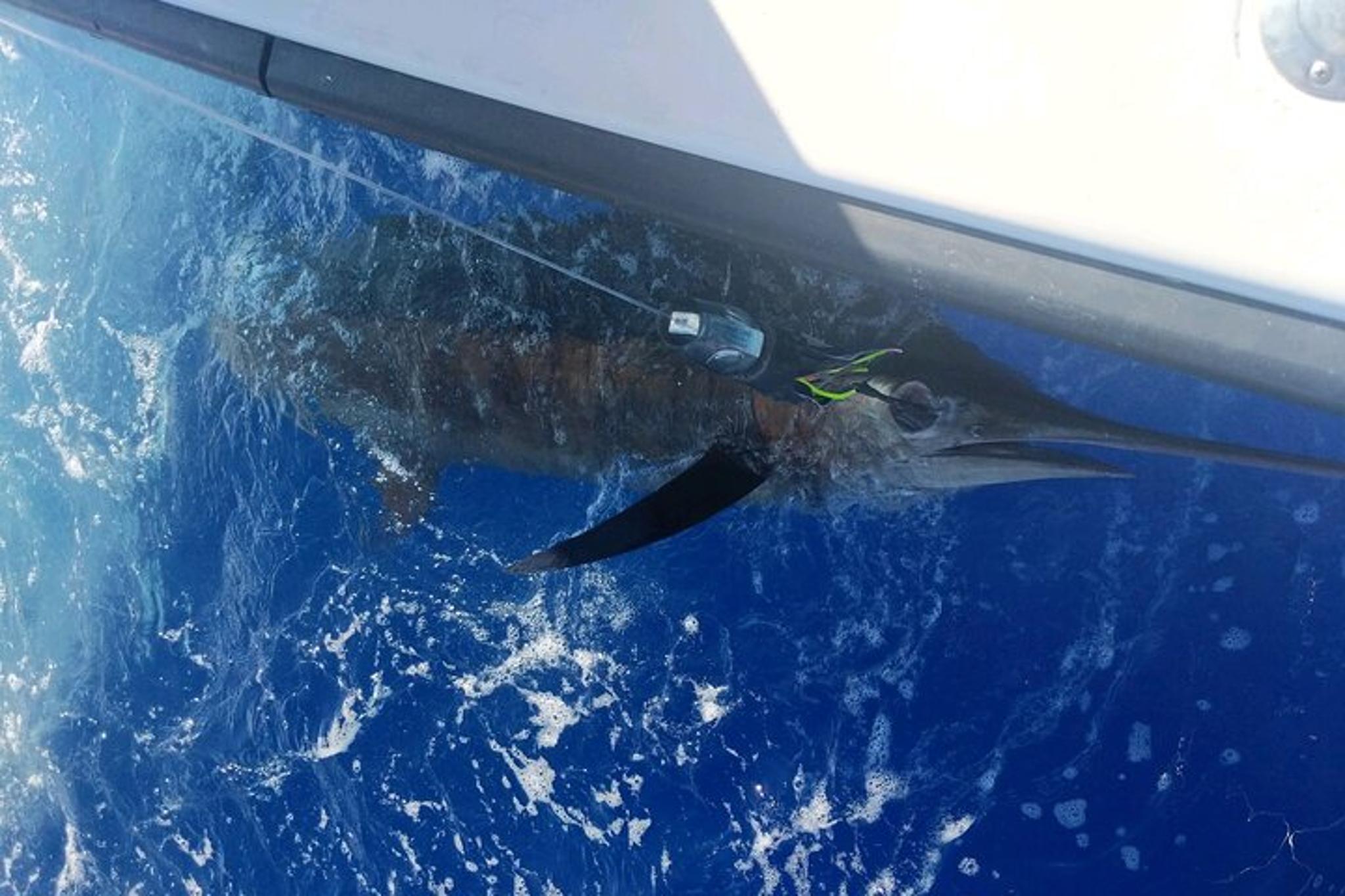 Kailua-Kona Private Fishing Charter - Image 5