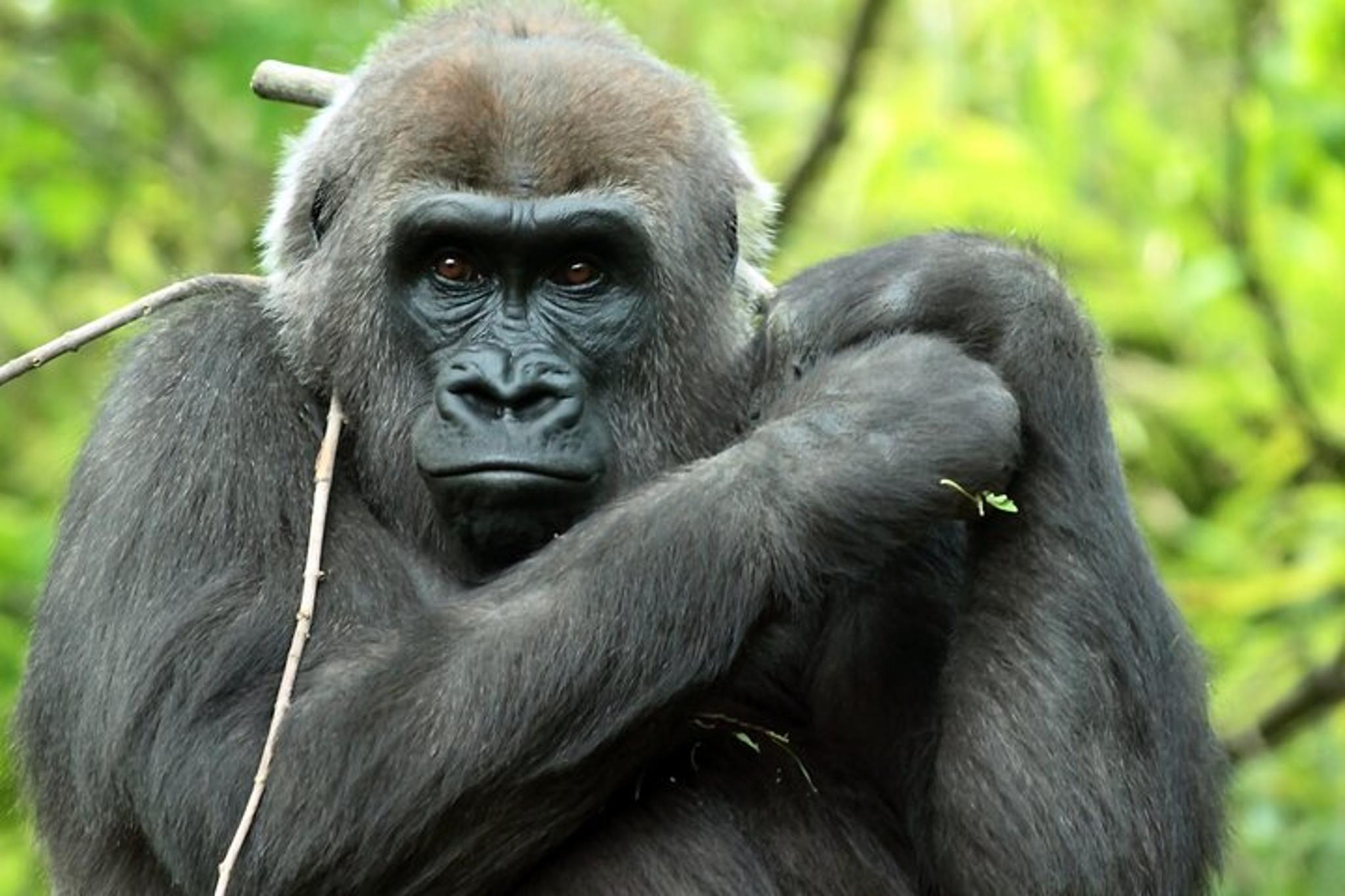 Bronx Zoo & Yankee Stadium Bus Tour - Image 3