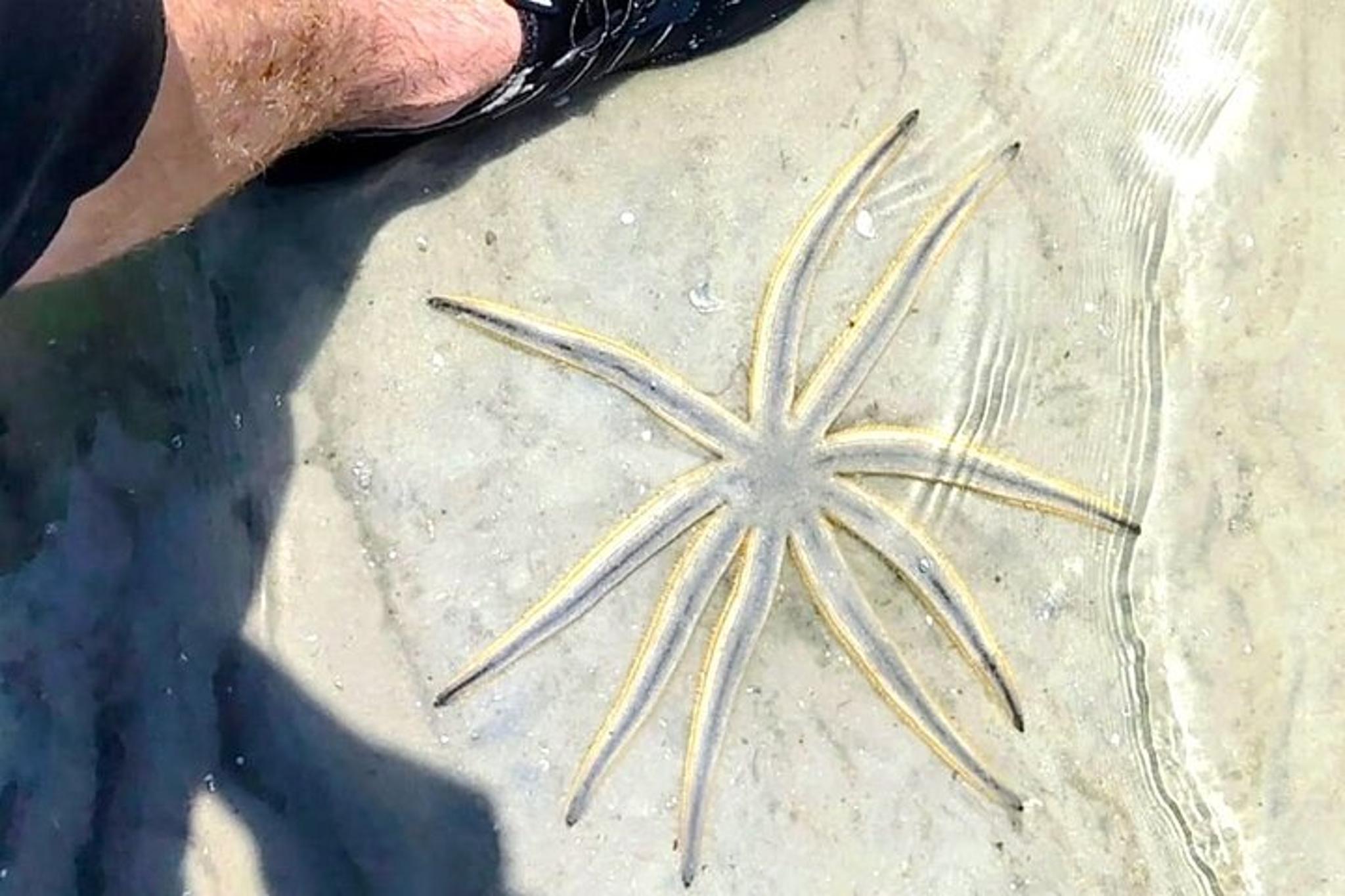 New Smyrna Beach Mangrove Paddle Tour - Image 3