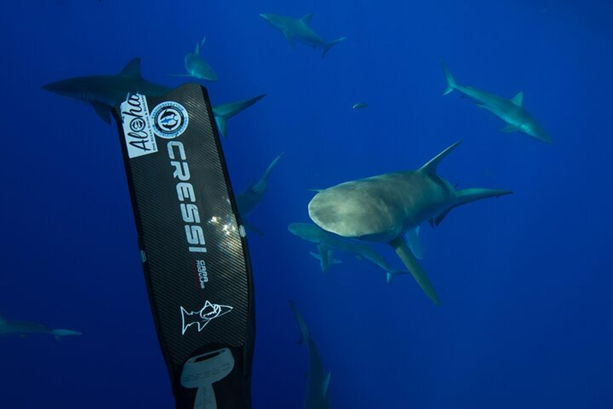 Haleiwa Shark Dive Experience - Image 4