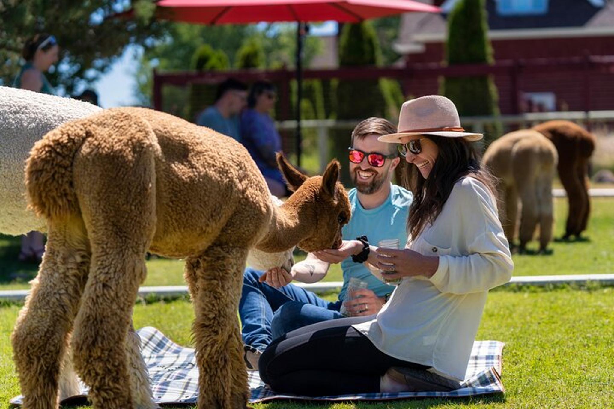 Bend Alpaca Picnic Experience 90 min - Image 4
