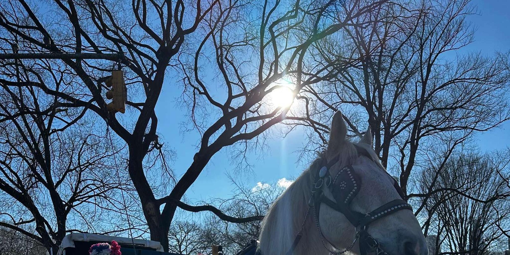 New York Central Park Horse Carriage Ride - Image 5