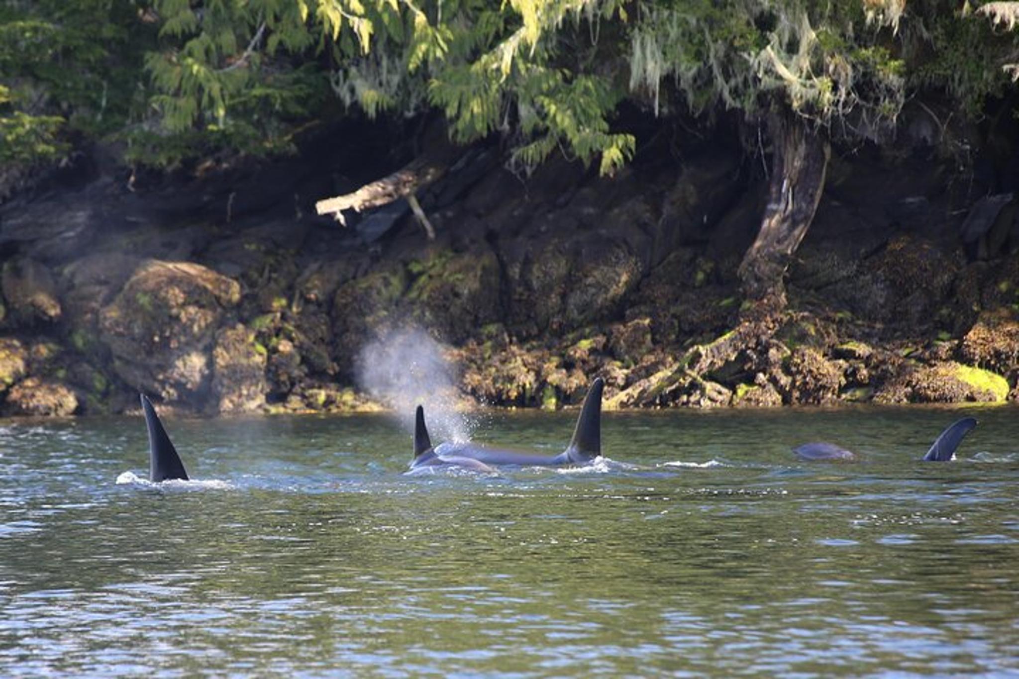 Ketchikan Boat Tour of Misty Fjords - Image 2