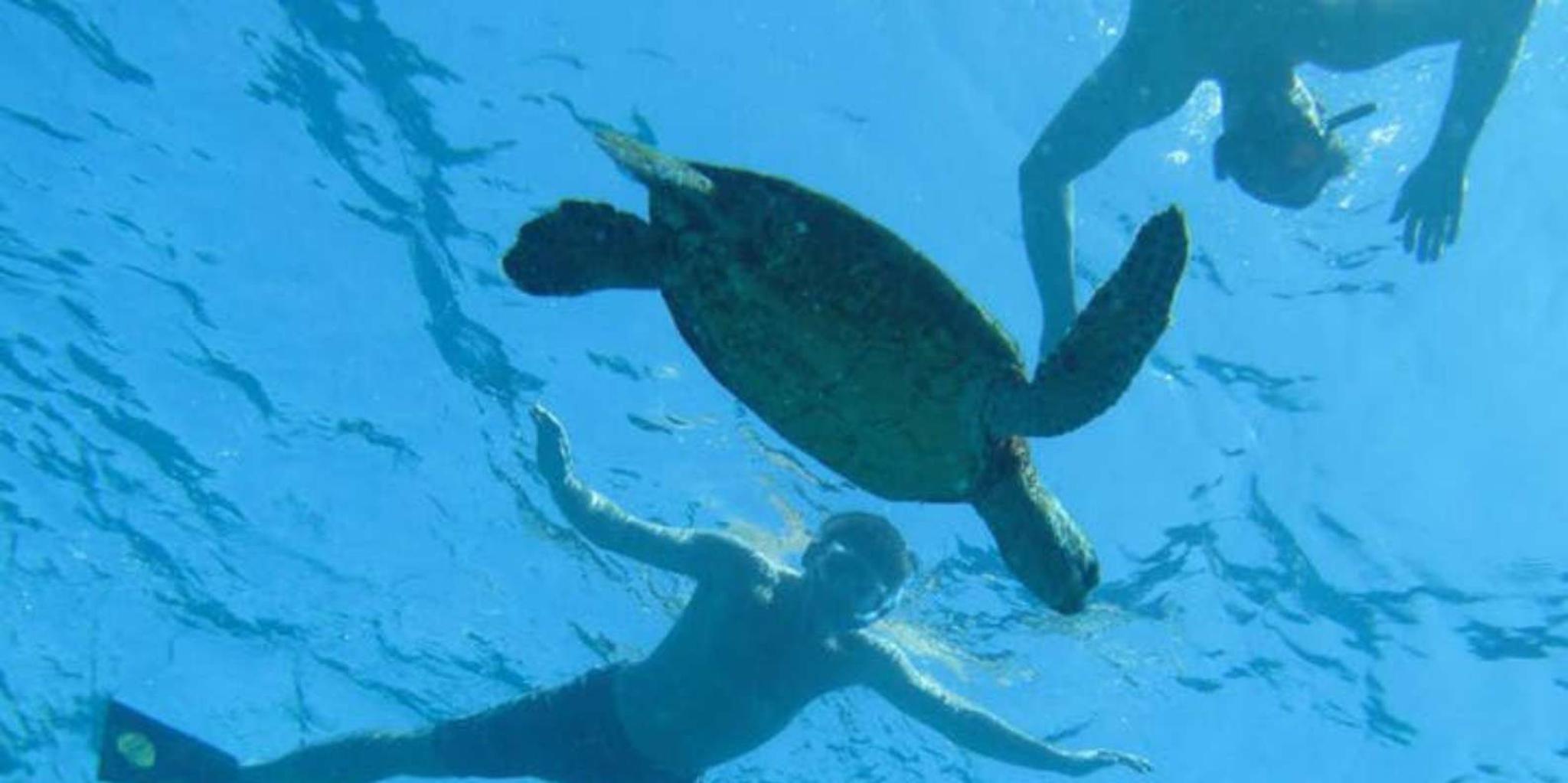 Kealakekua Bay Snorkel Tour with Captain Cook - Image 3