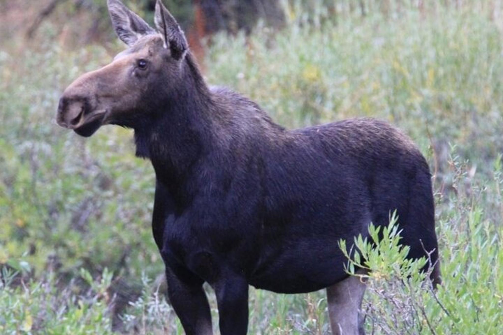 Grand Teton National Park Private Tour - Image 4