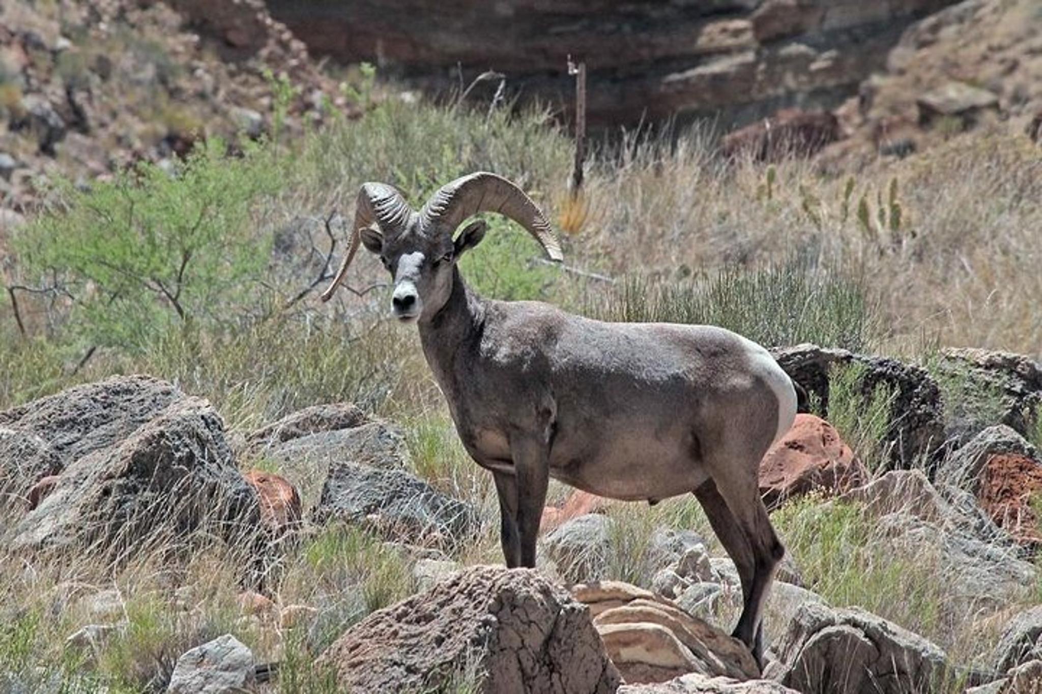 Apache Trail Tour with Dolly Steamboat - Image 5