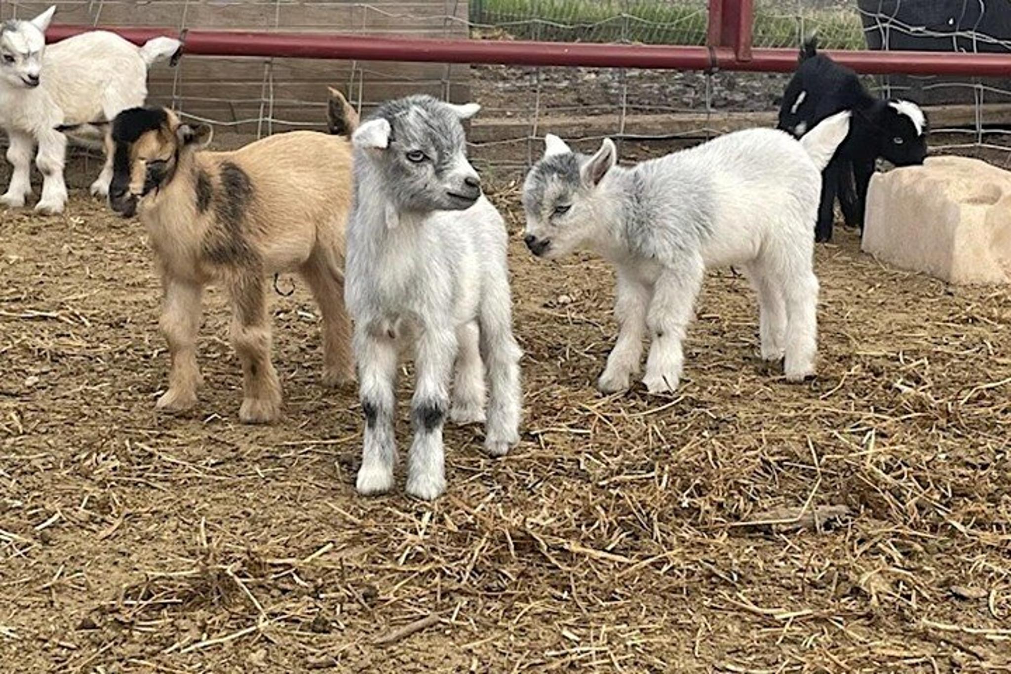 Fredericksburg Baby Goat Cuddling and Wine Tour 30 min - Image 6