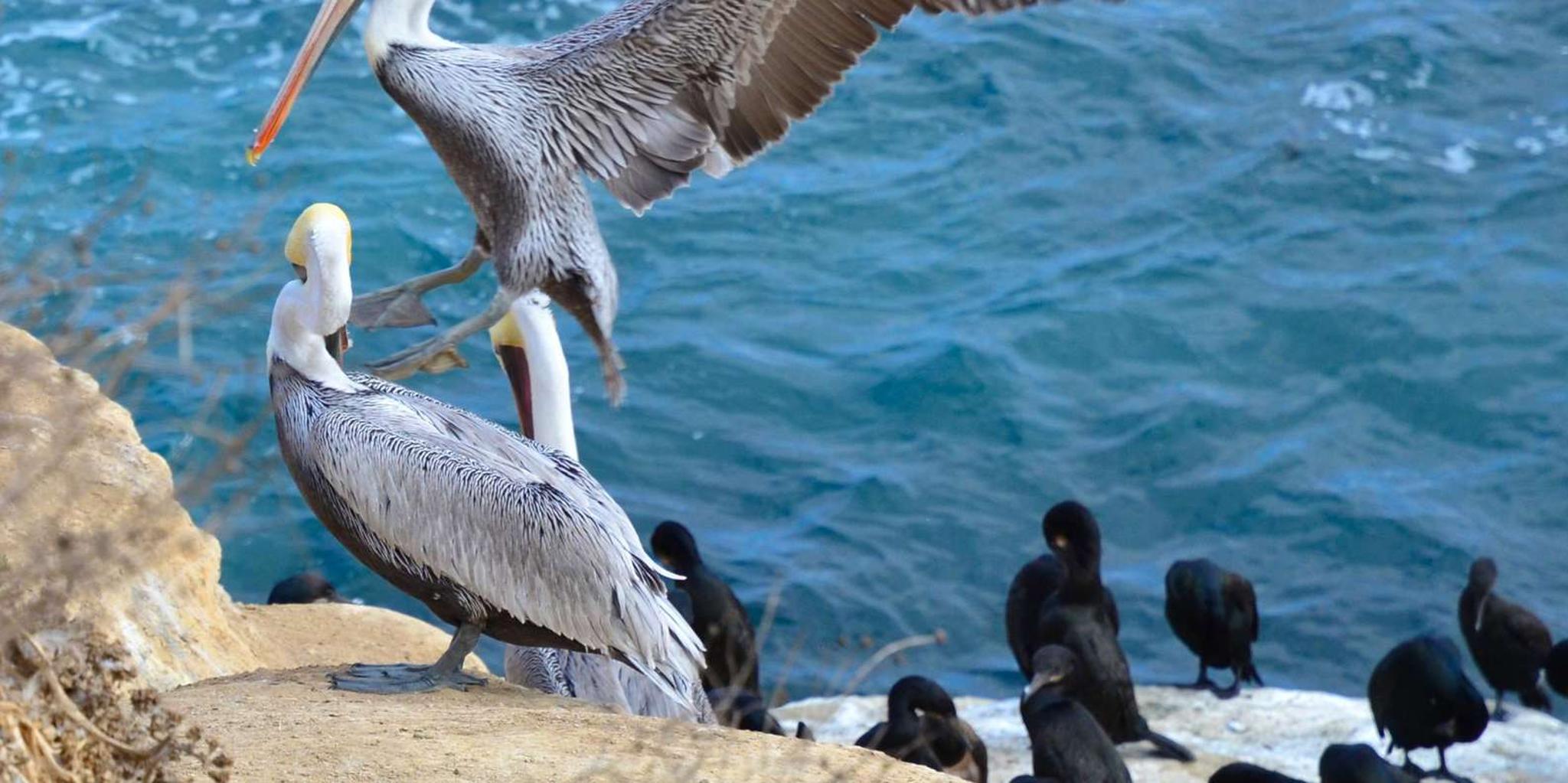 La Jolla Hidden Treasures Self-Guided Walking Tour - Image 4