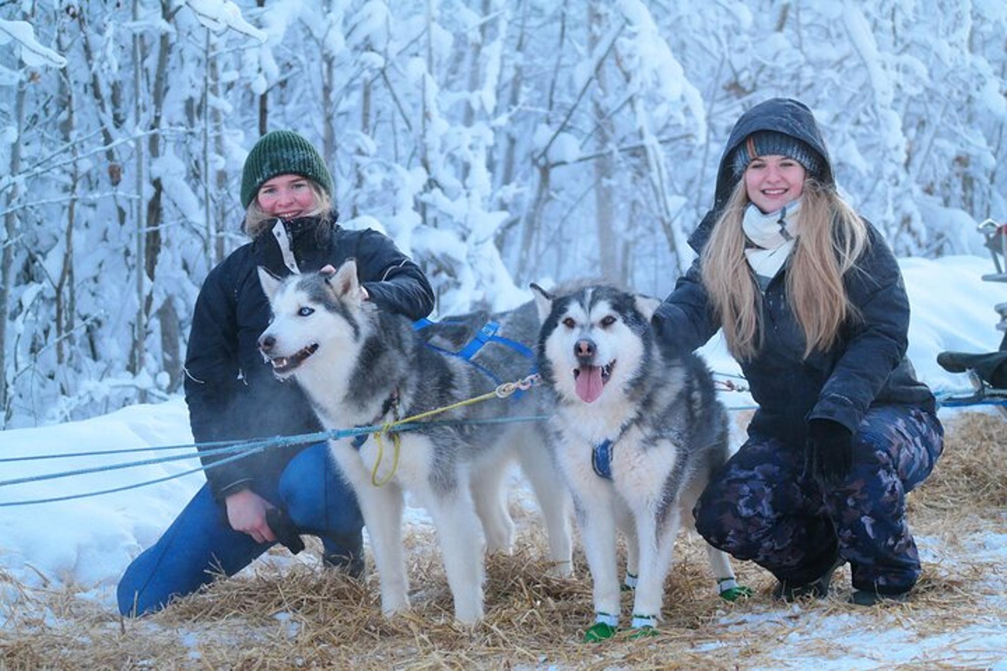 Fairbanks Dog Sledding with Free Photo 90 min - Image 2