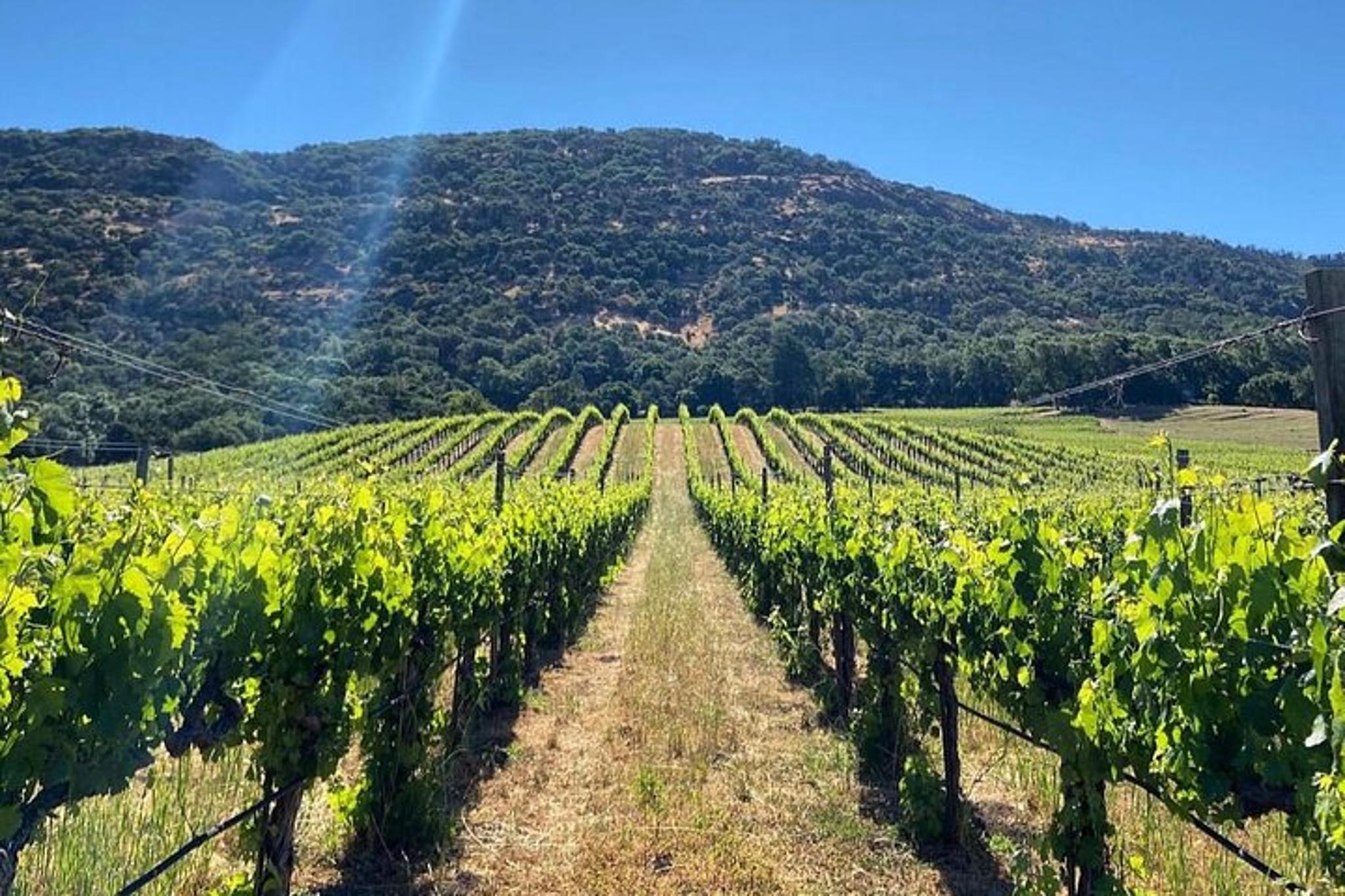 Napa Valley Wine Tour with Local Sommelière - Image 3